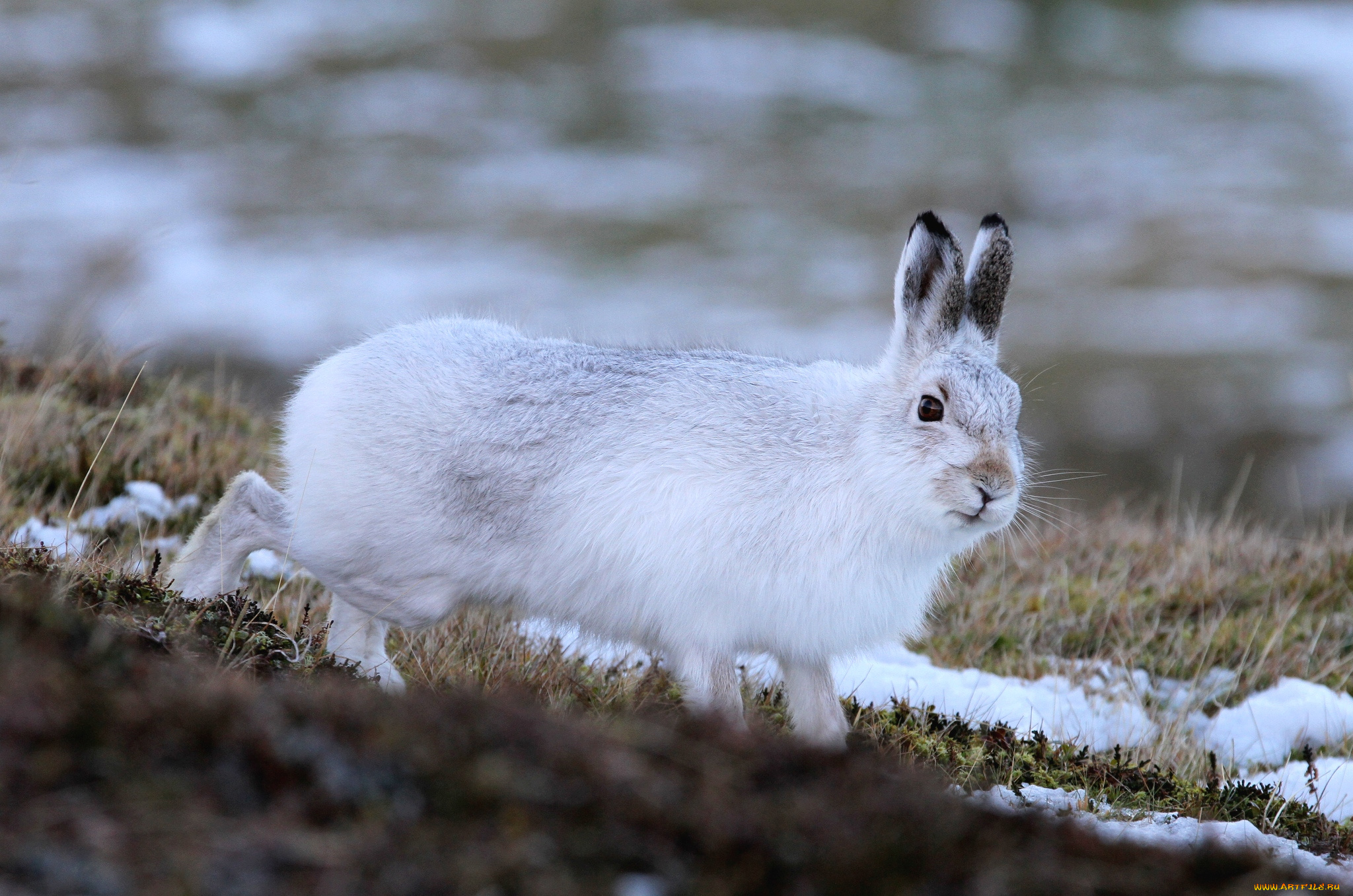 животные, кролики, , зайцы, пушистик