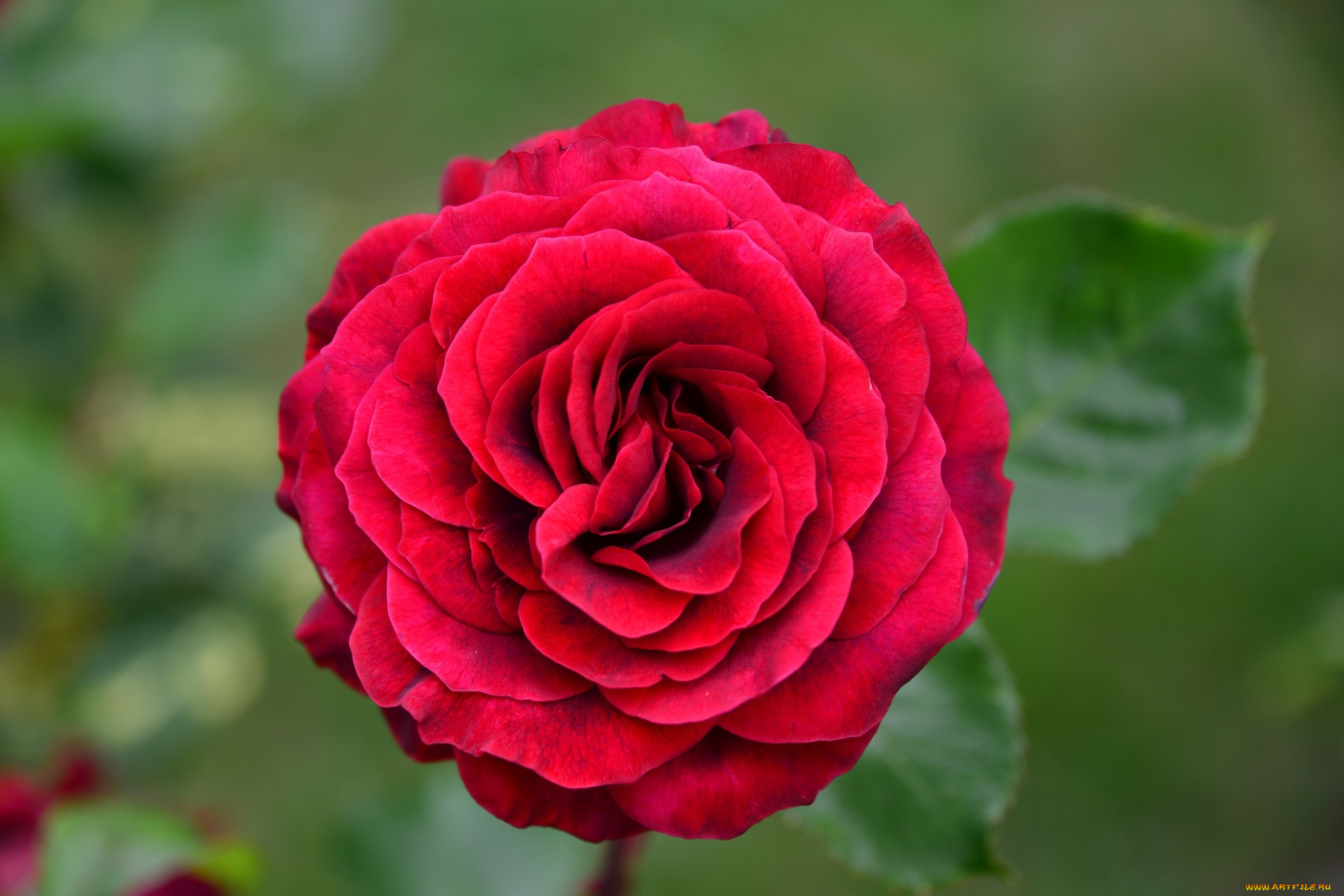 цветы, розы, красный