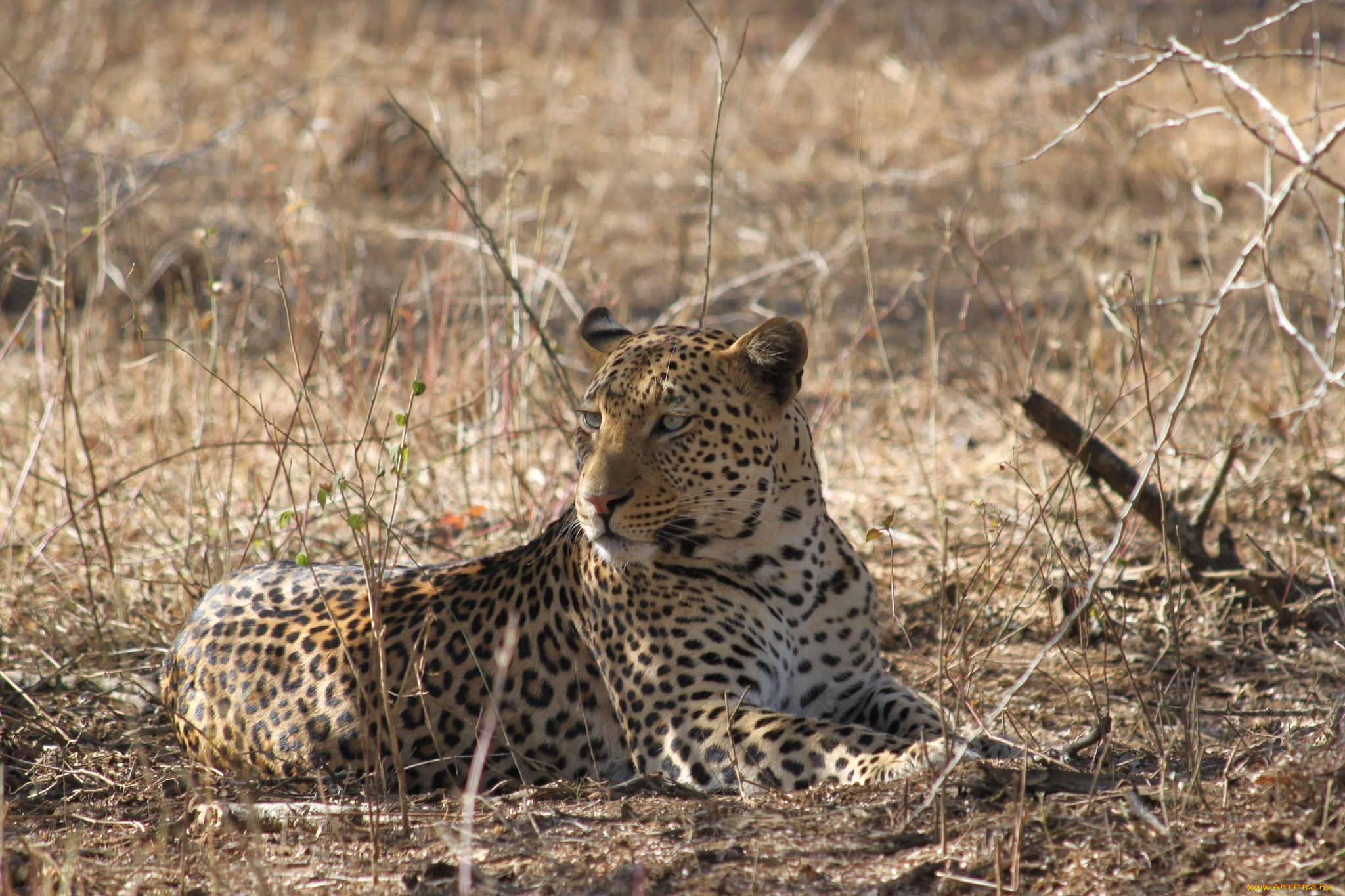 животные, леопарды, леопард