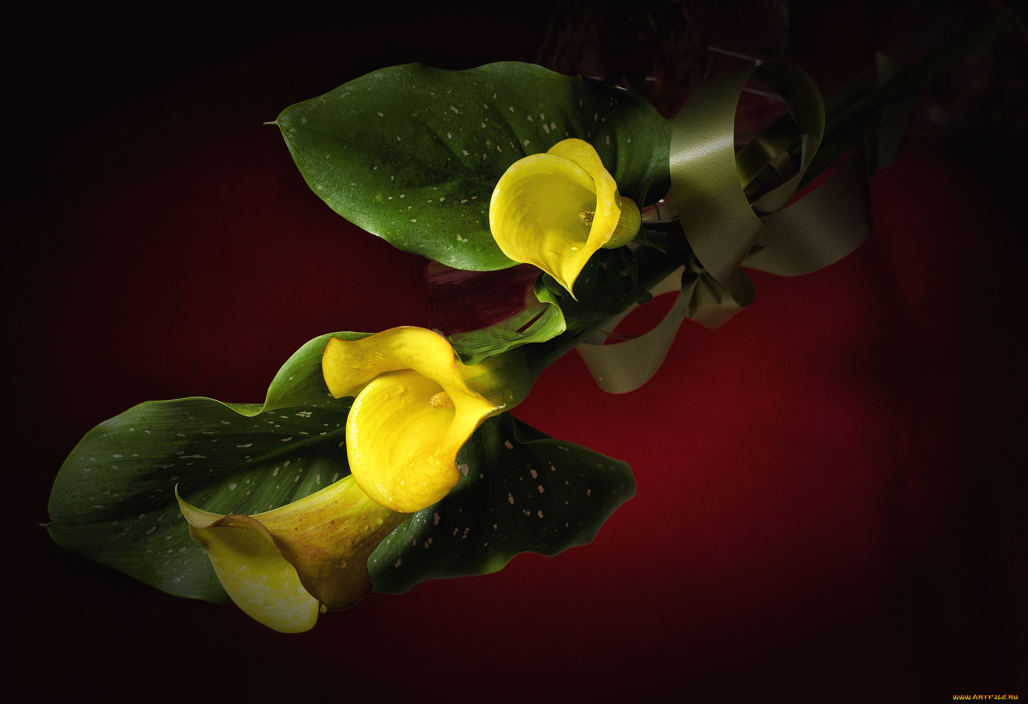 цветы, каллы, желтый