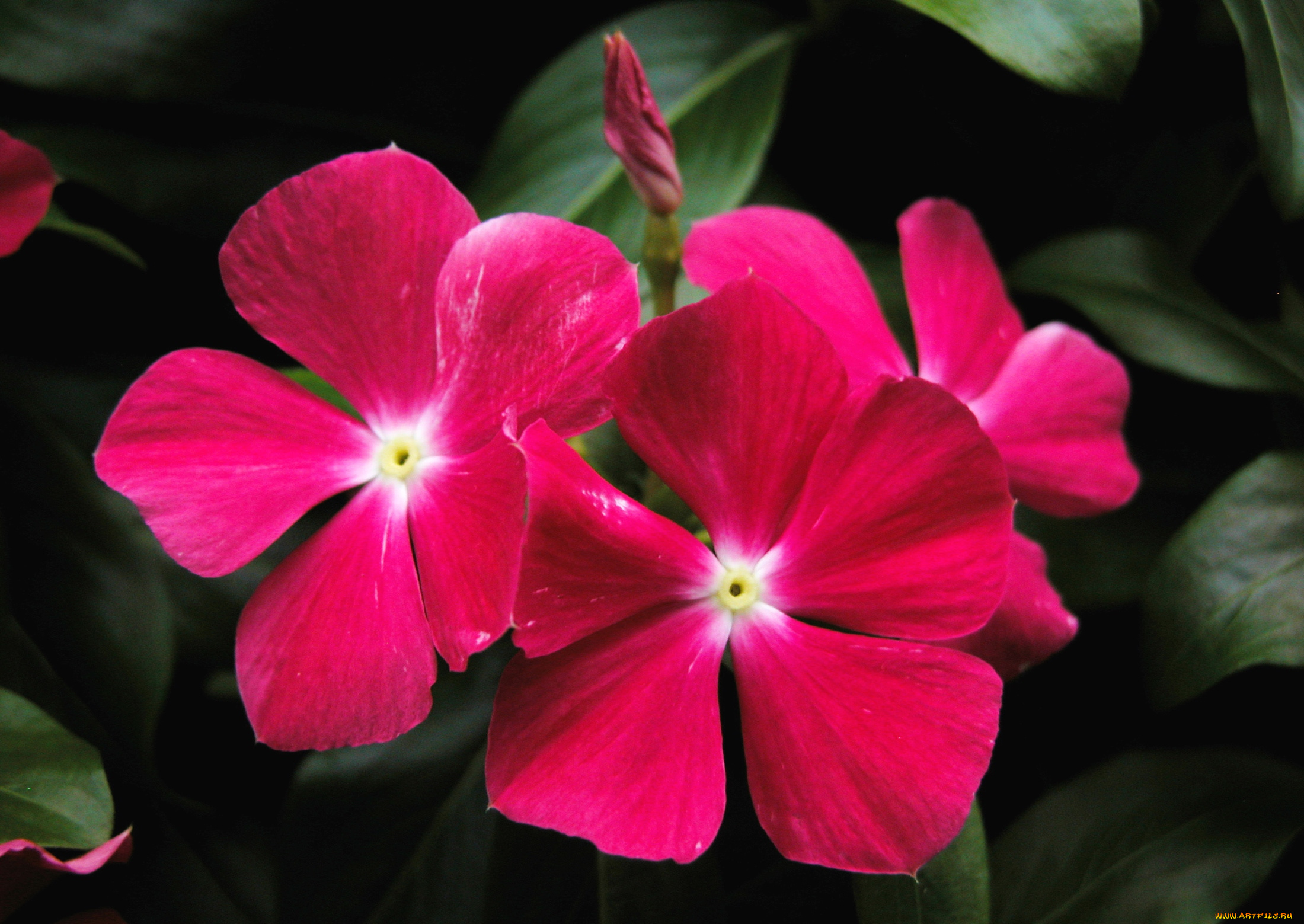 цветы, катарантусы, розовый