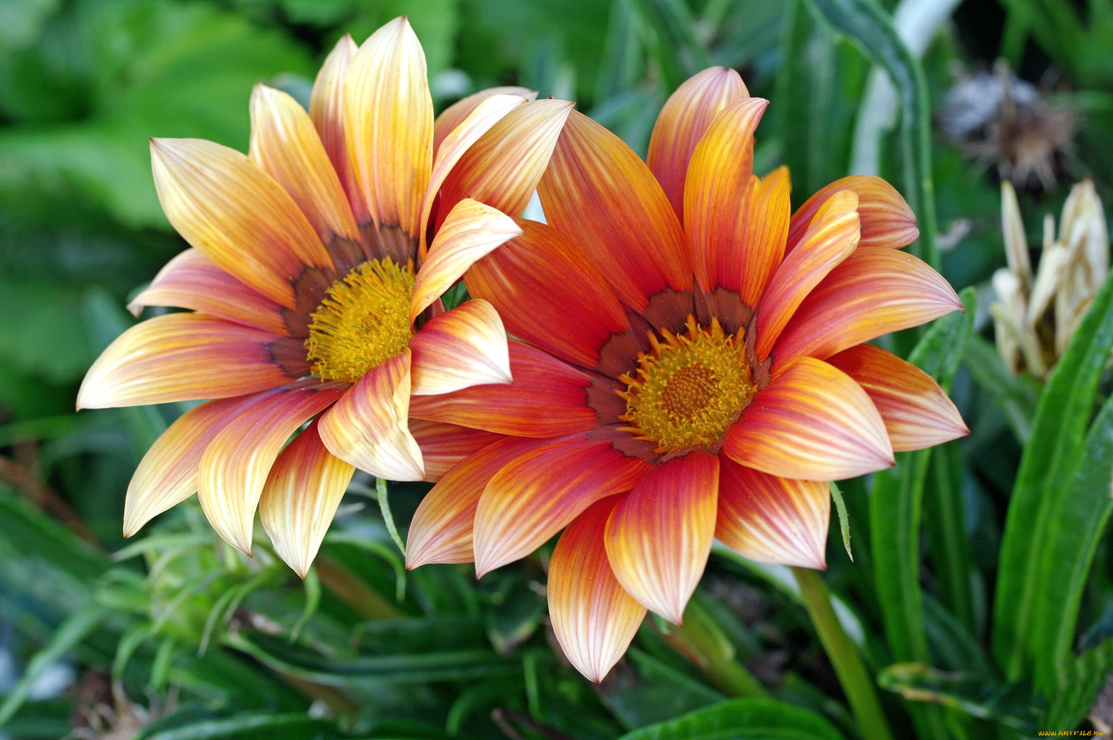 цветы, газания, макро