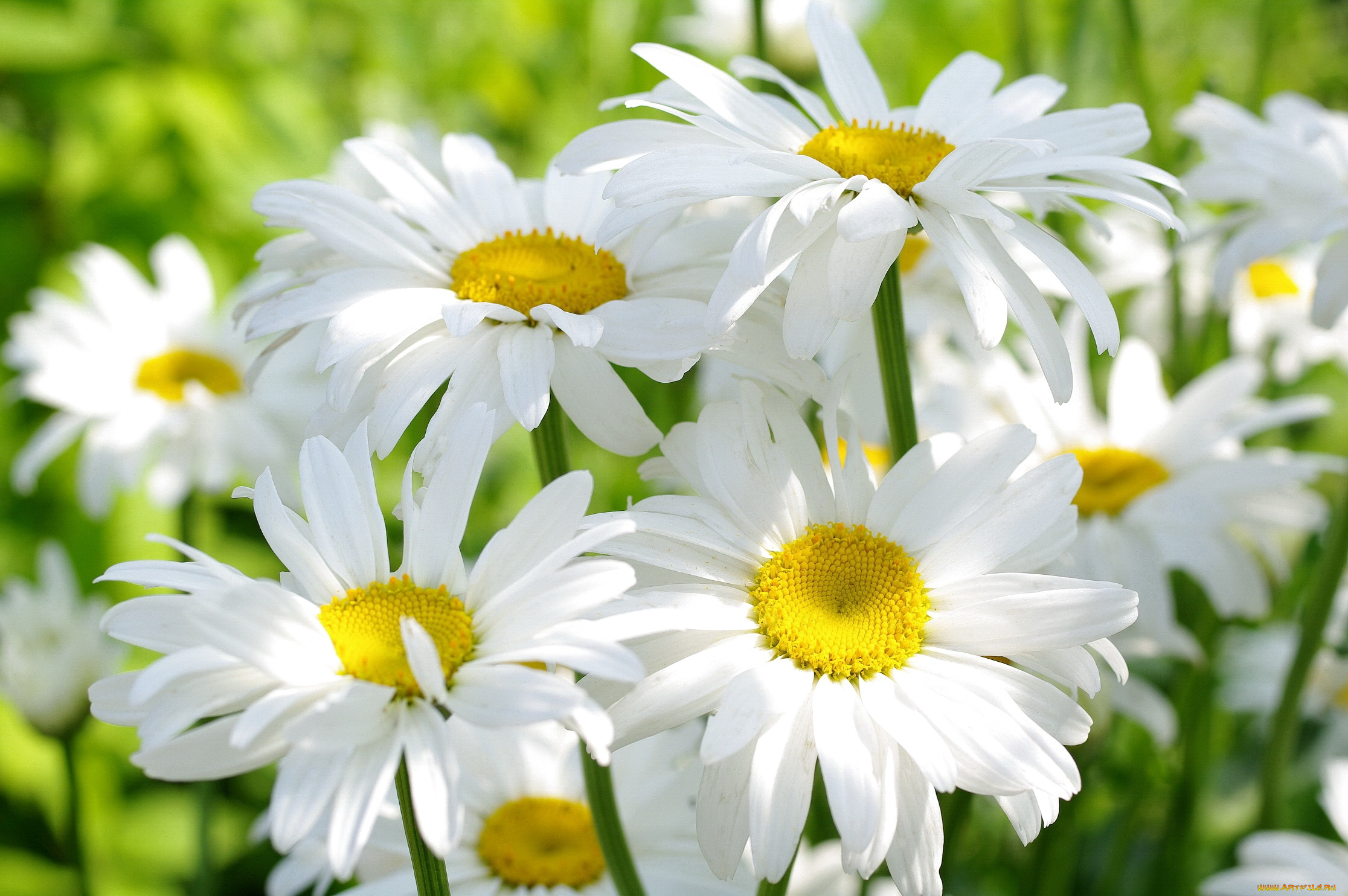 цветы, ромашки, солнце