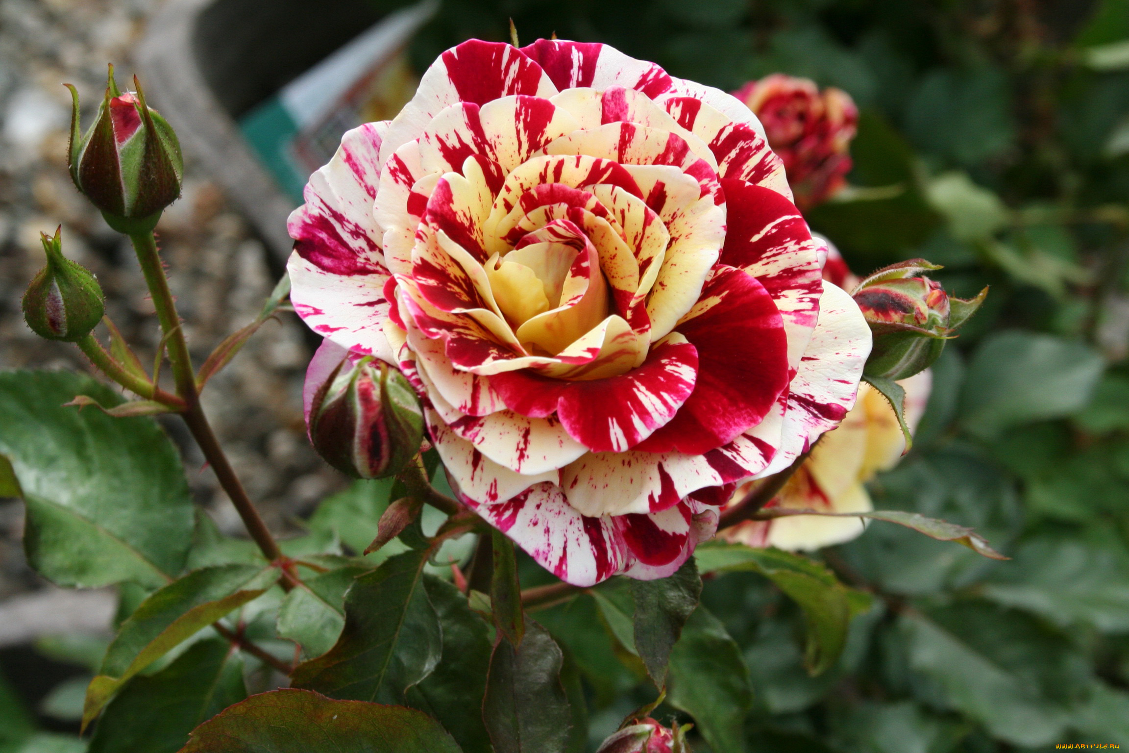 george, burns, цветы, розы, куст, бутон