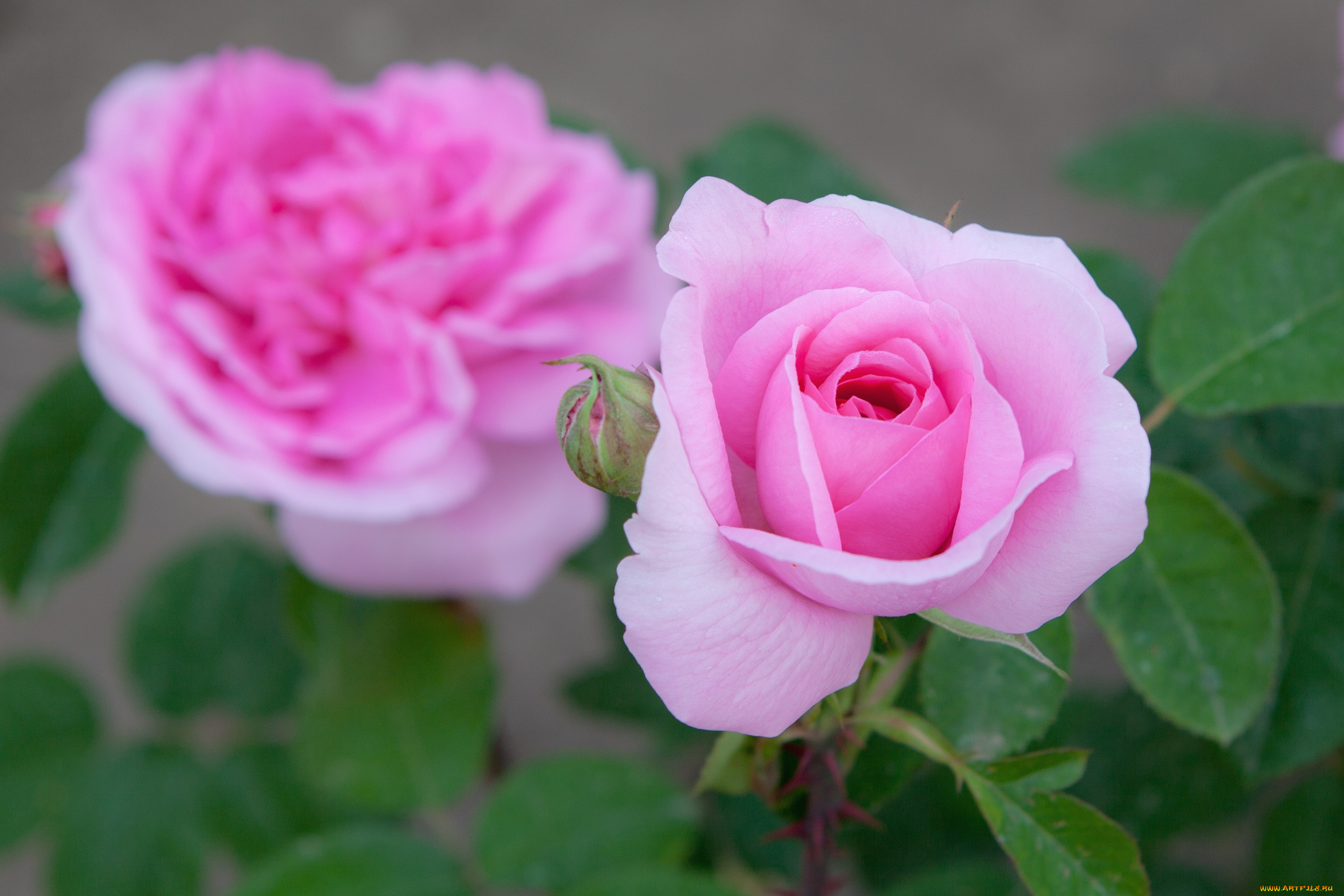 цветы, розы, розовый