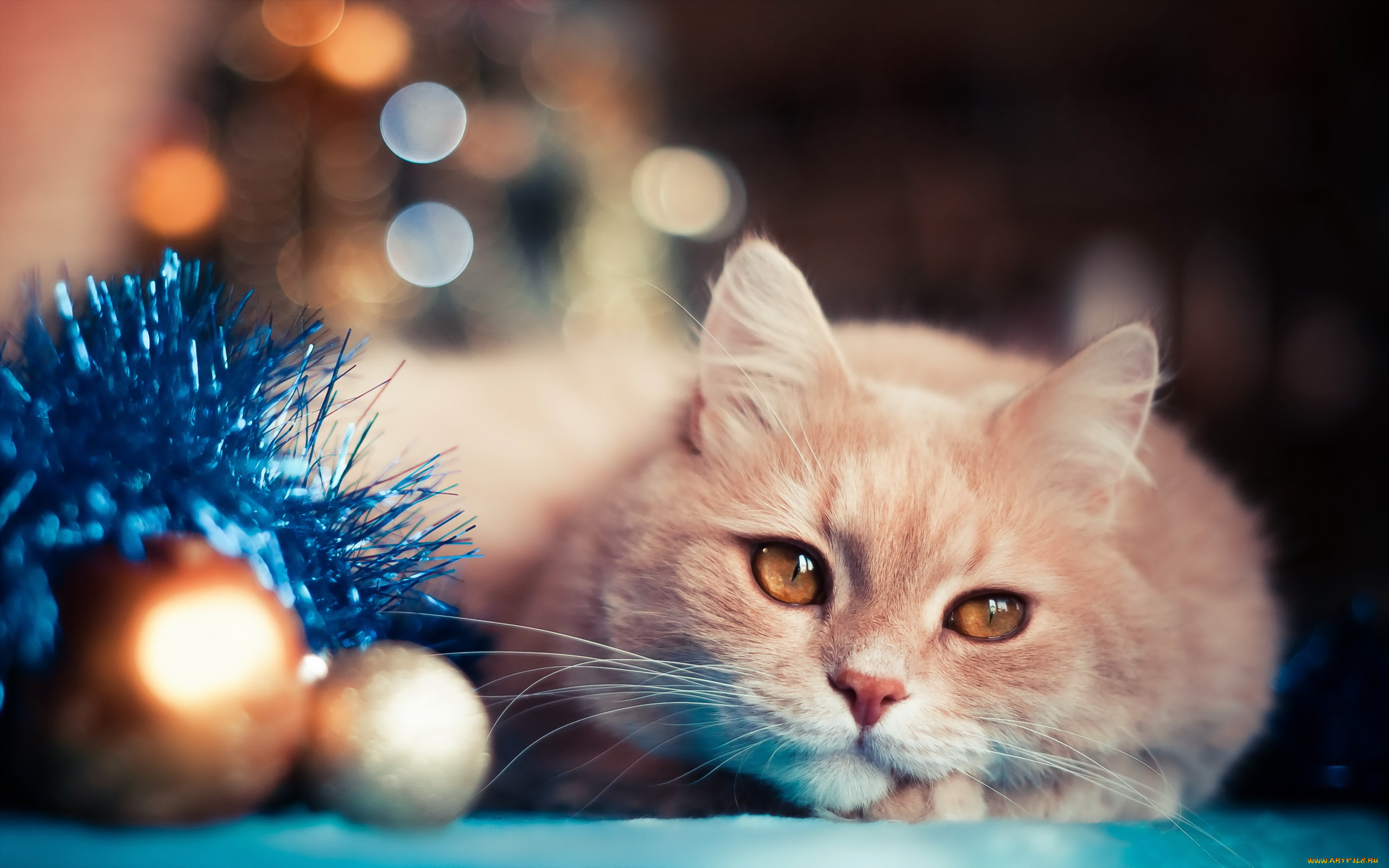 животные, коты, кот, кошка, рыжий, шарики, взгляд