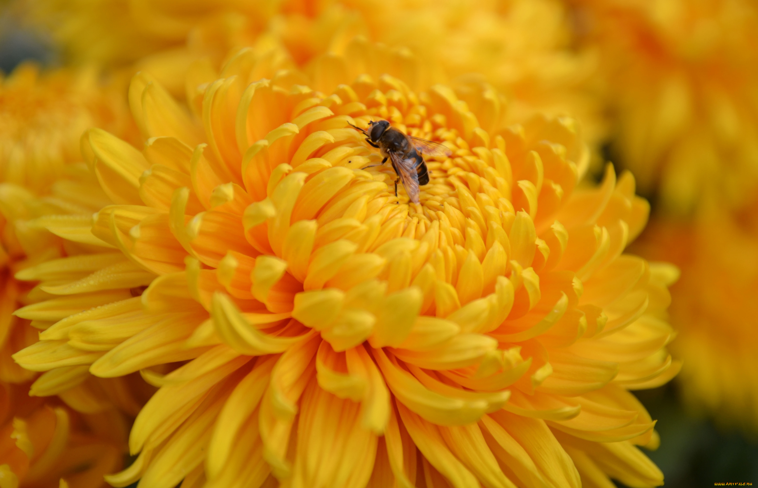 цветы, хризантемы, макро