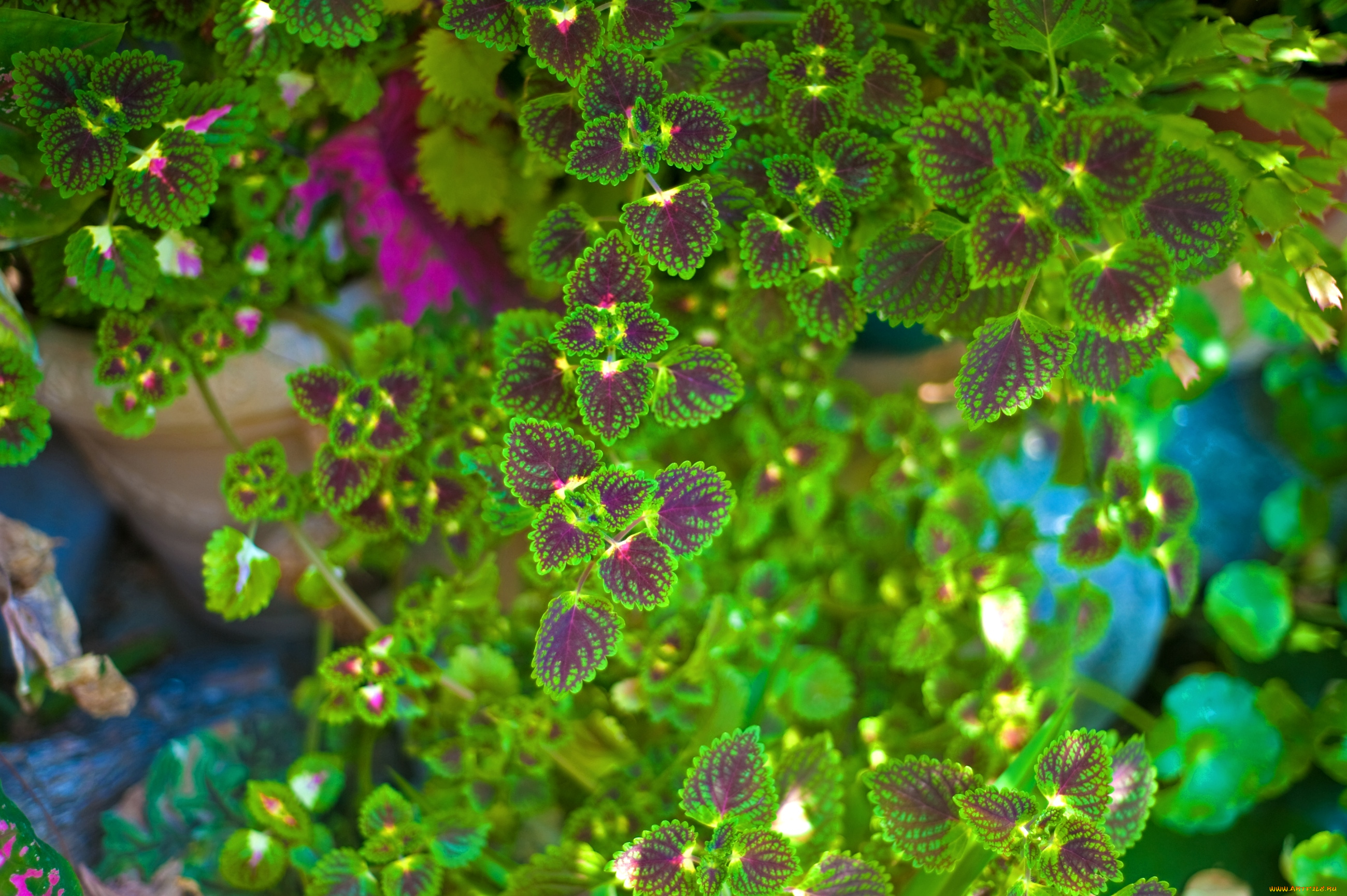 цветы, колеусы, , каладиумы, зеленый, листья