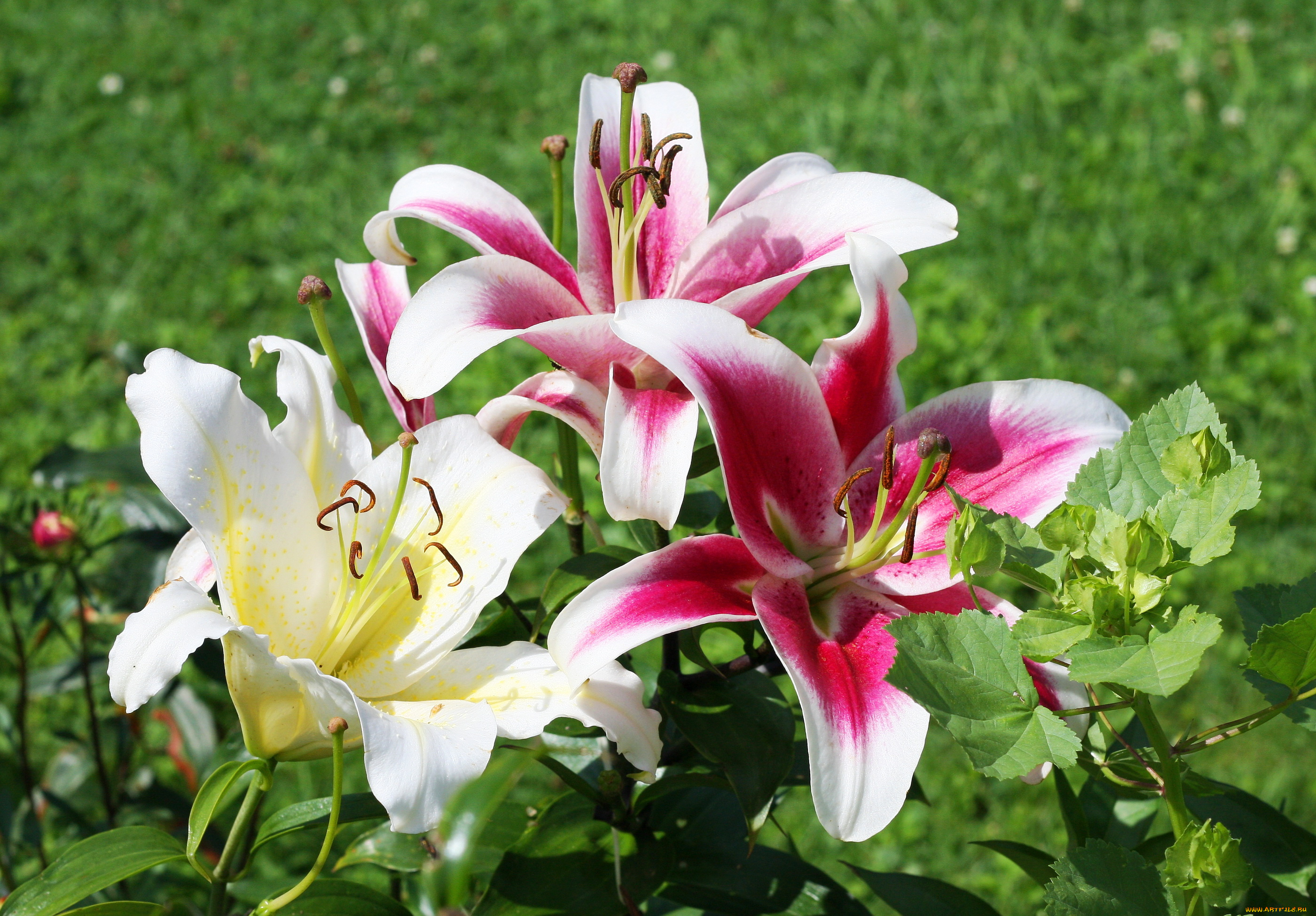 цветы, лилии, , лилейники, лилейник