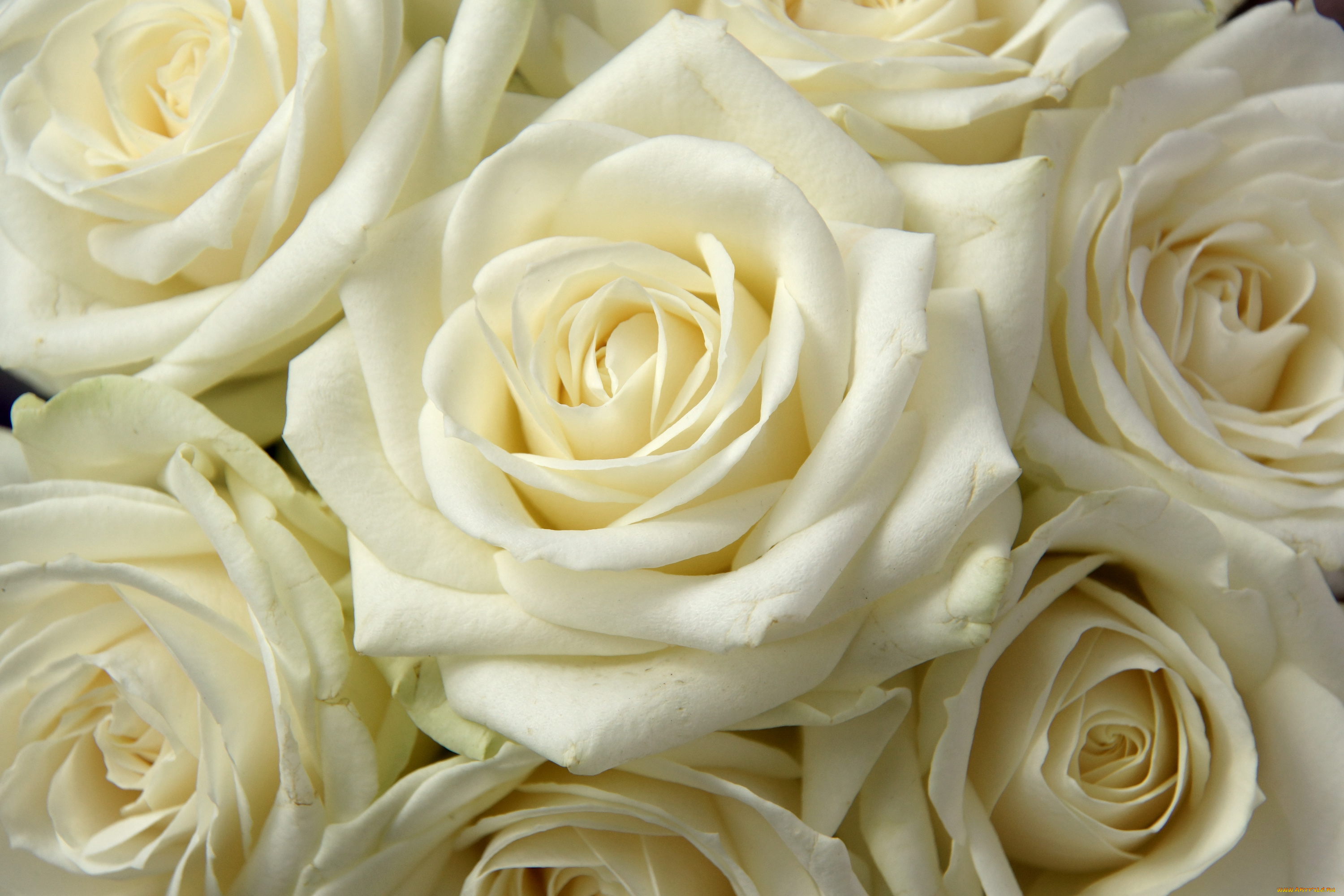 цветы, розы, много