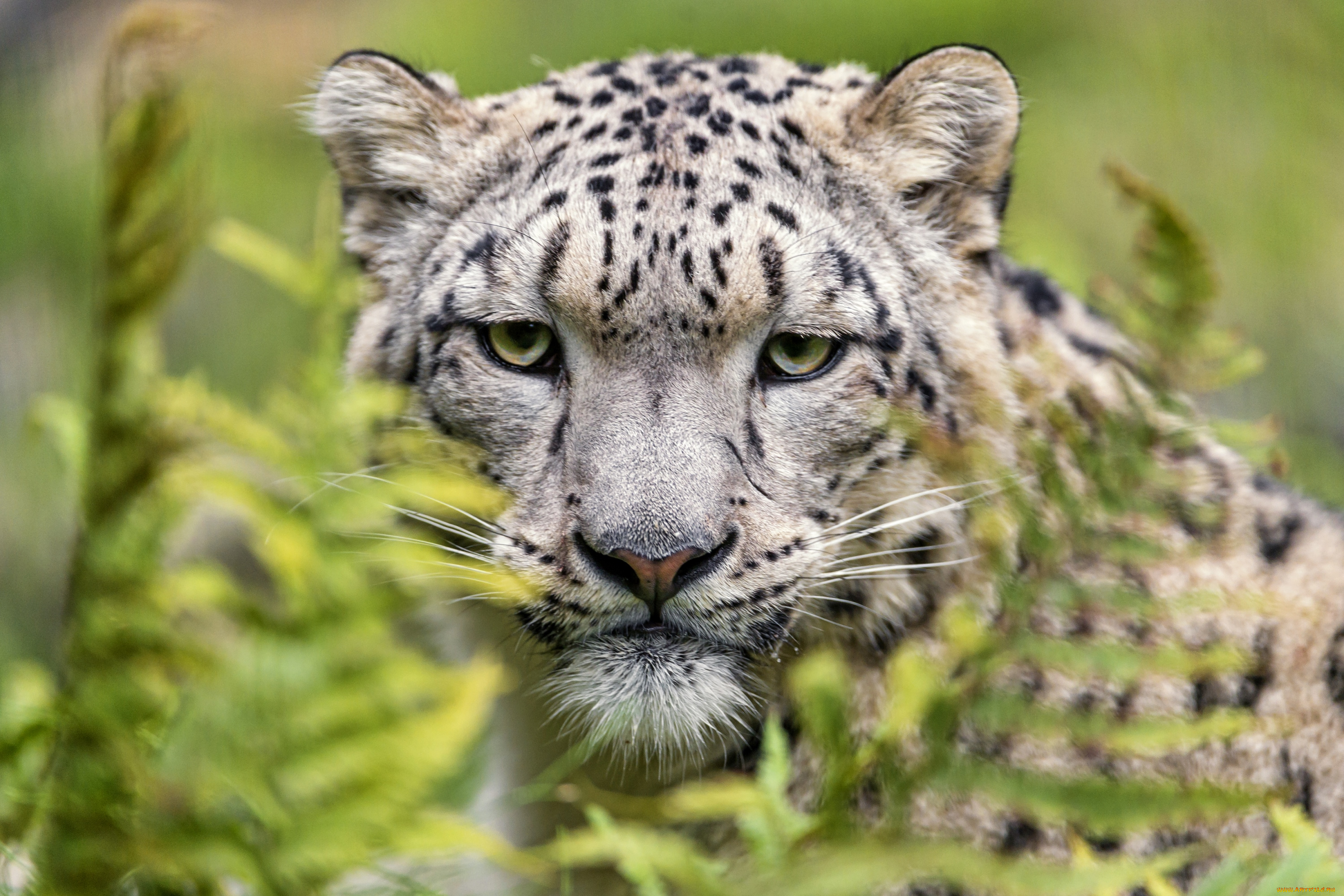 животные, снежный, барс, , ирбис, барс, портрет