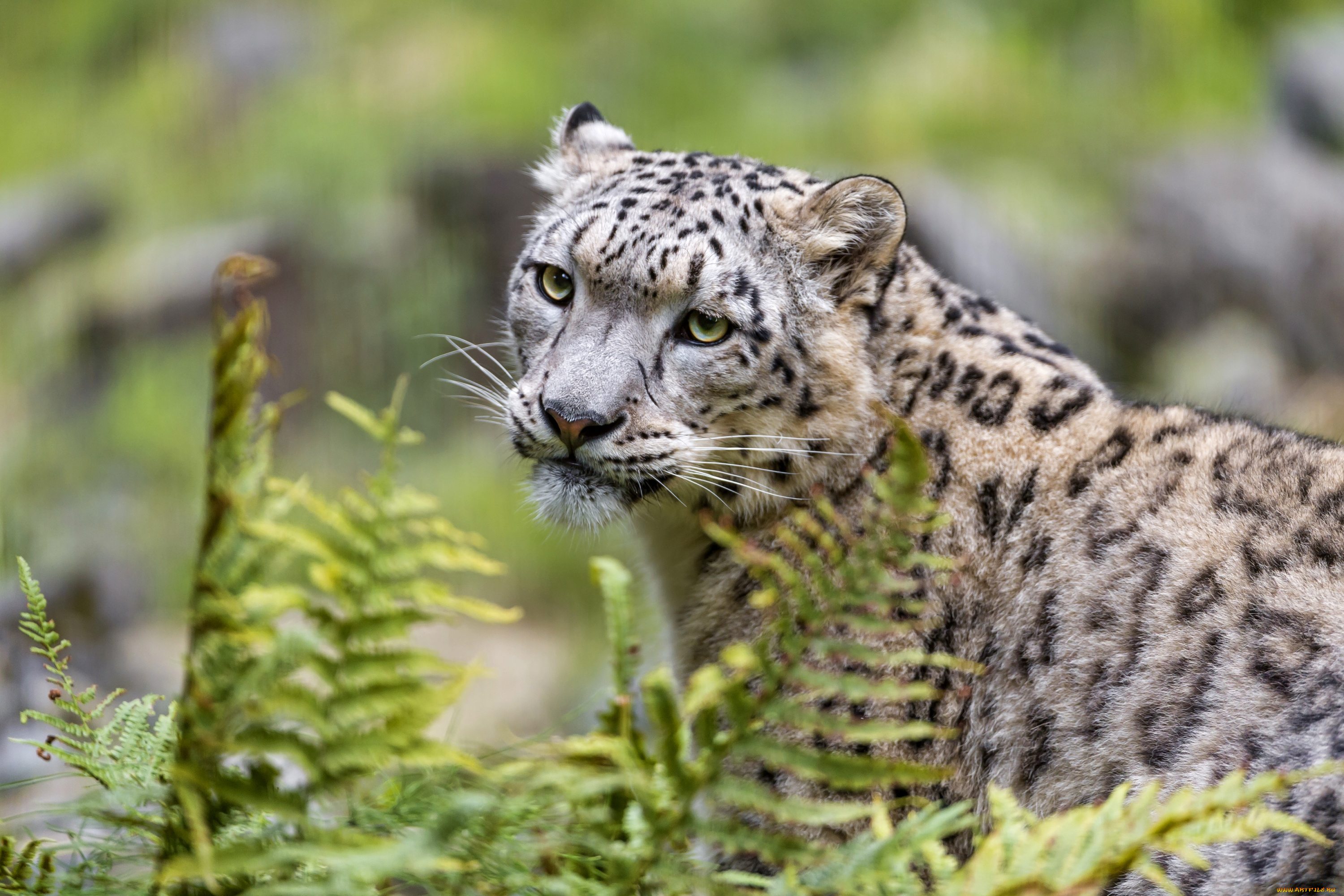 животные, снежный, барс, , ирбис, красивый