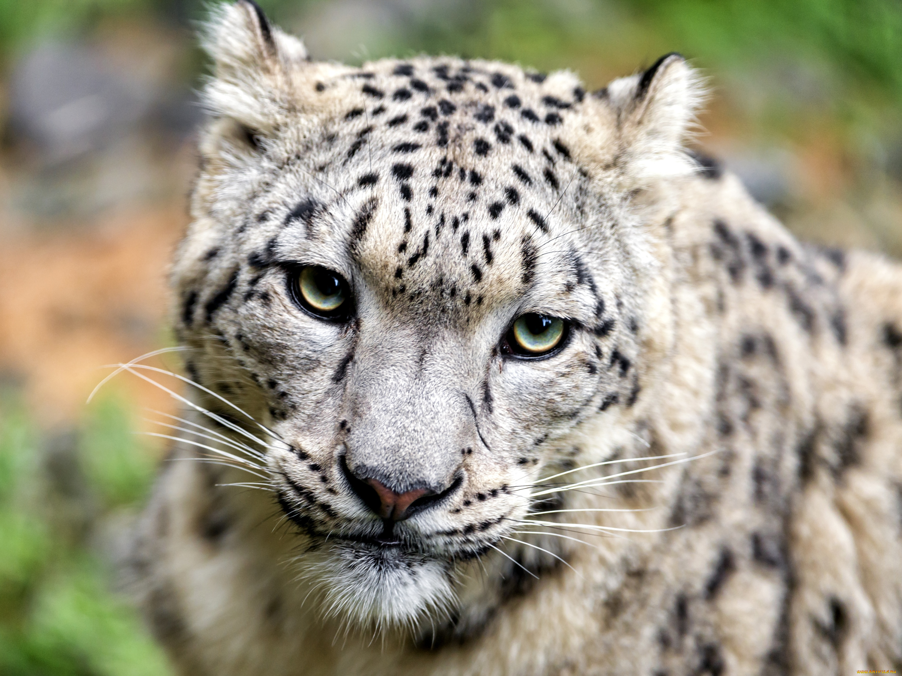 животные, снежный, барс, , ирбис