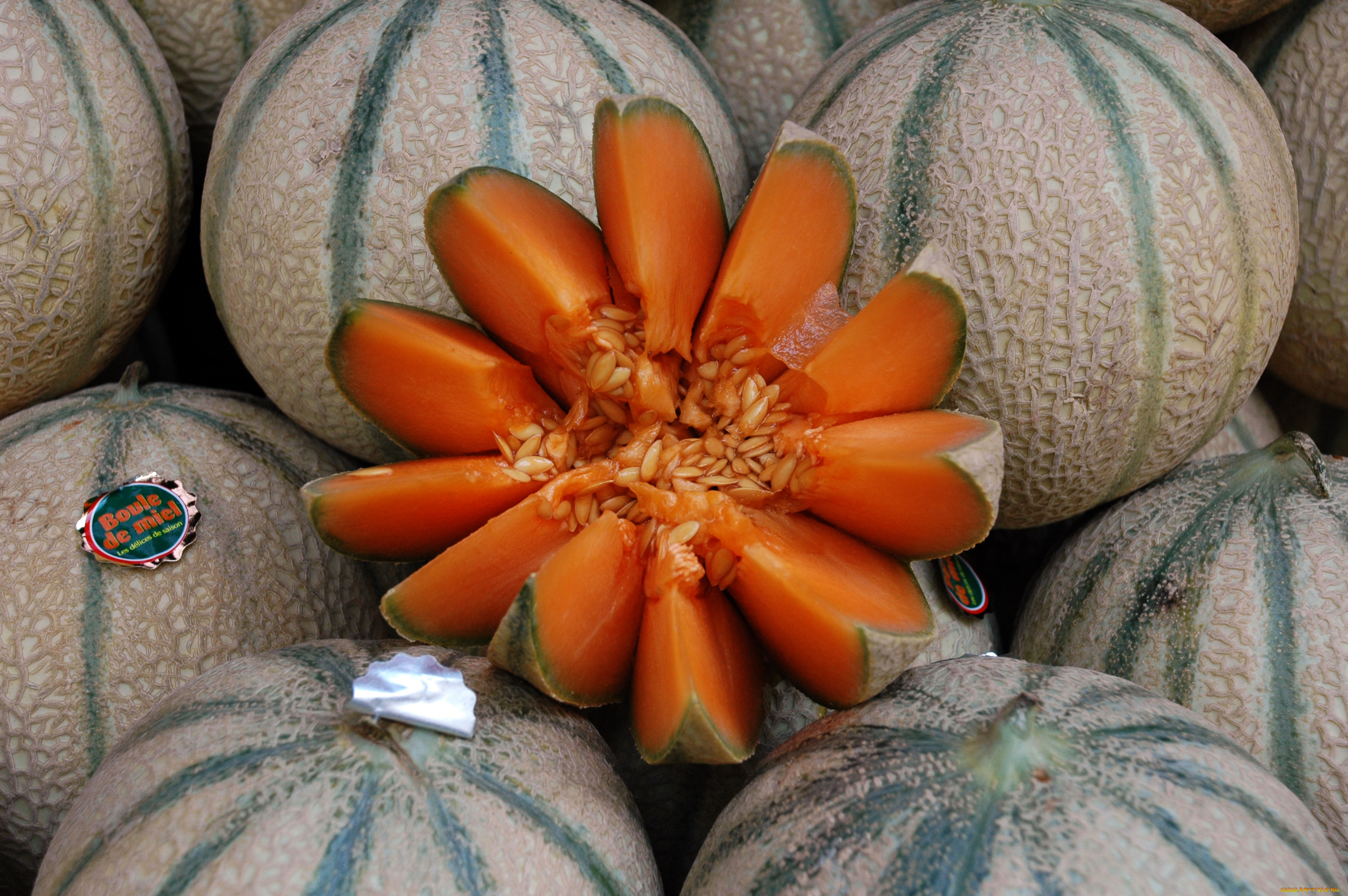 еда, тыква, тыквы, урожай