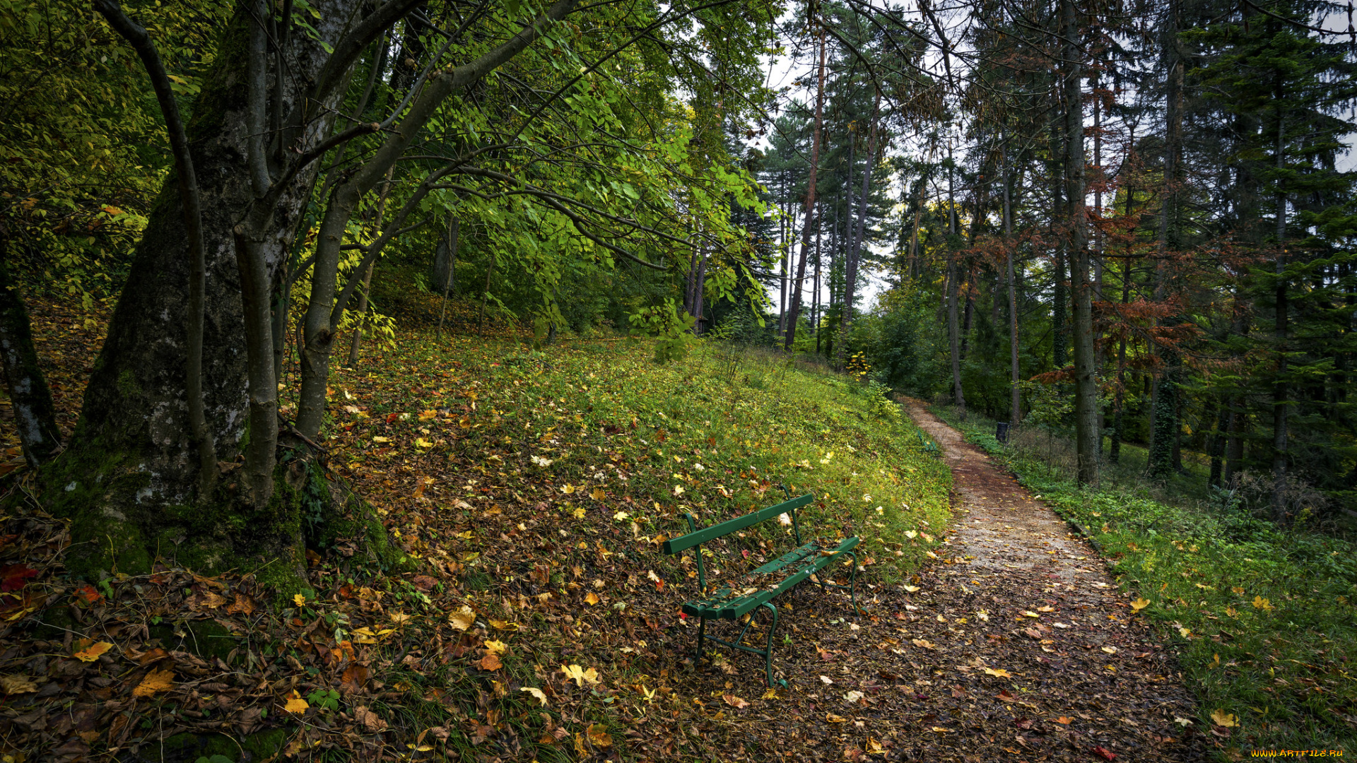 природа, дороги, тропинка, лес