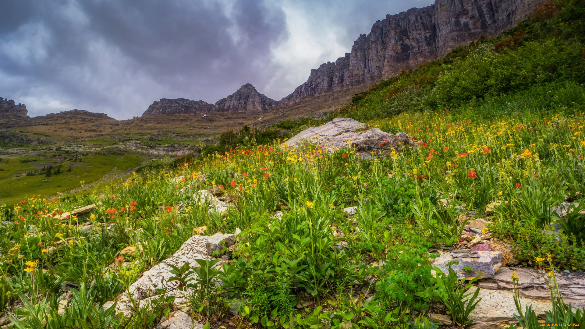 природа, луга, цветы, горы, трава