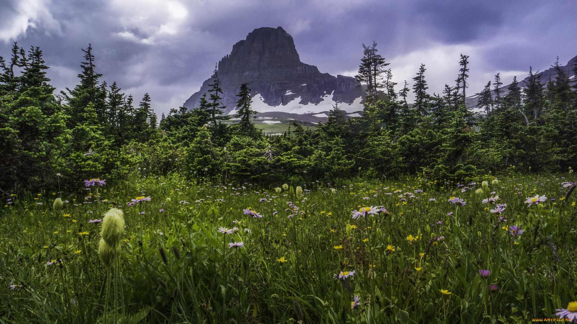 природа, луга, цветы, трава, горы