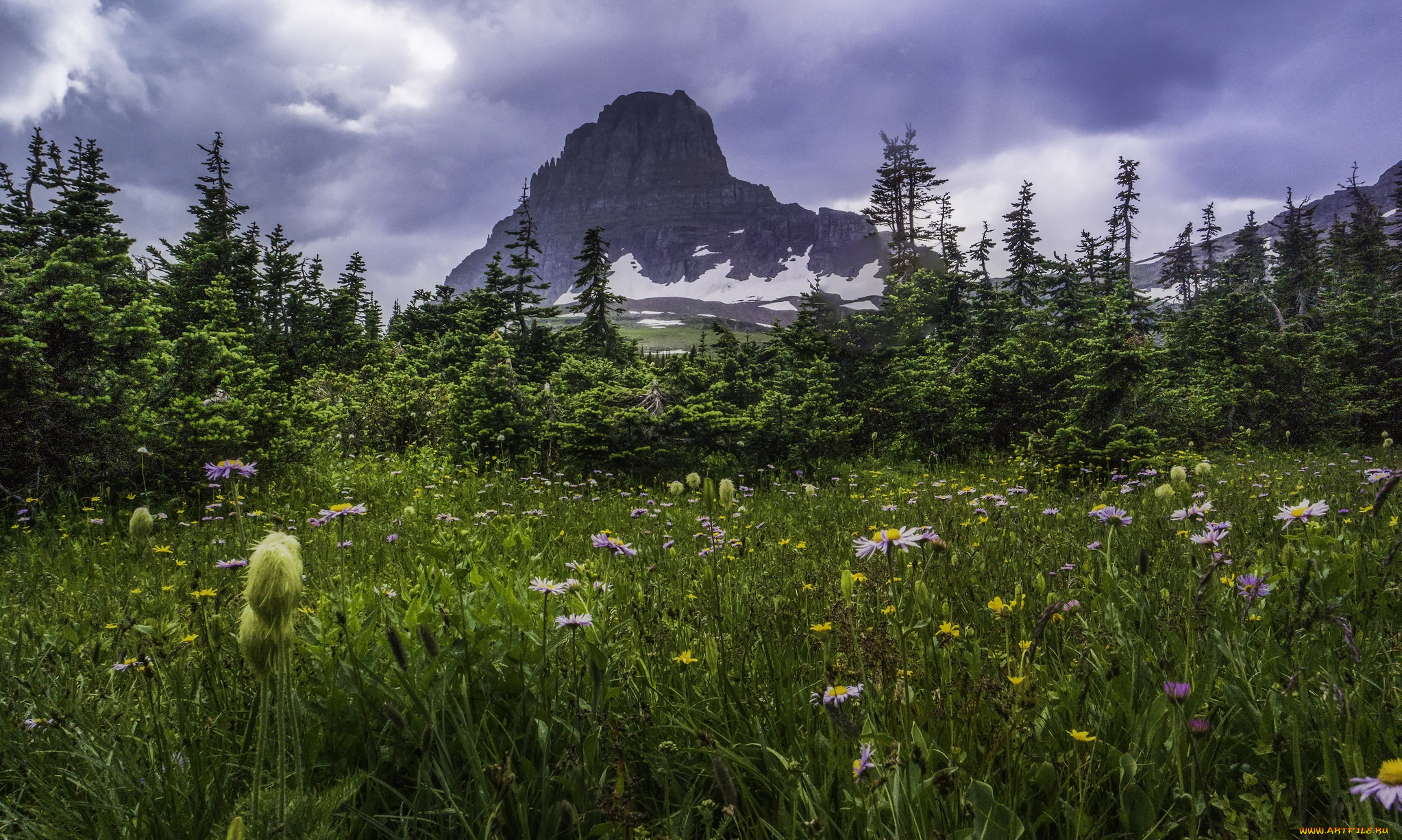 природа, луга, цветы, трава, горы