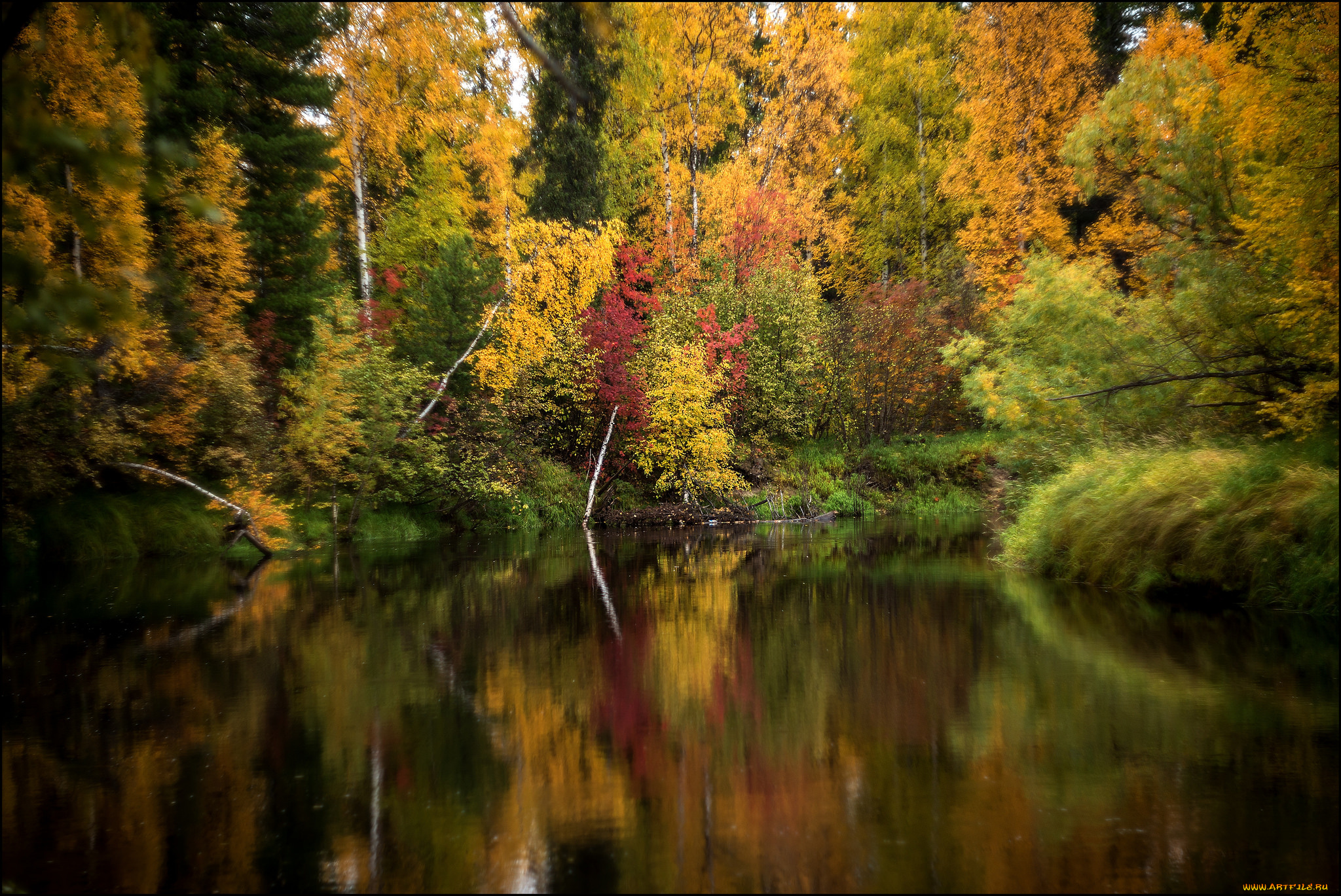 природа, реки, озера, река, лес