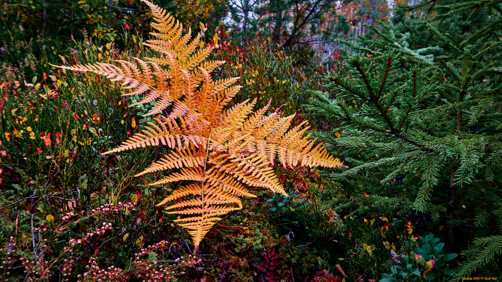 природа, листья, осень