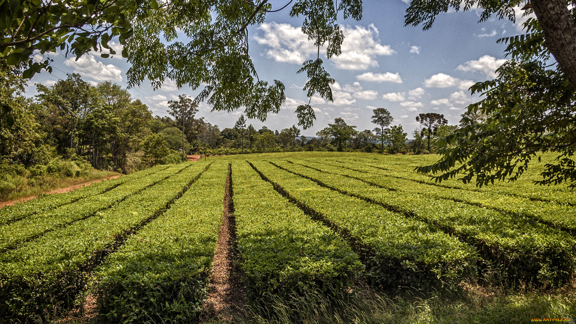 природа, поля, простор