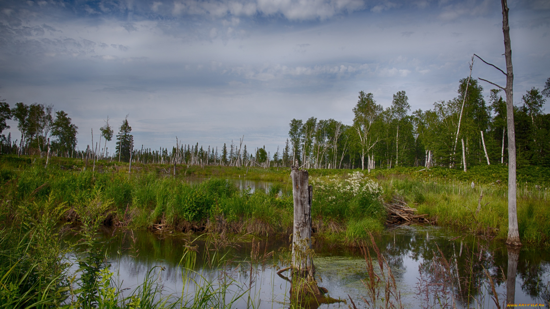 природа, реки, озера, лес, река