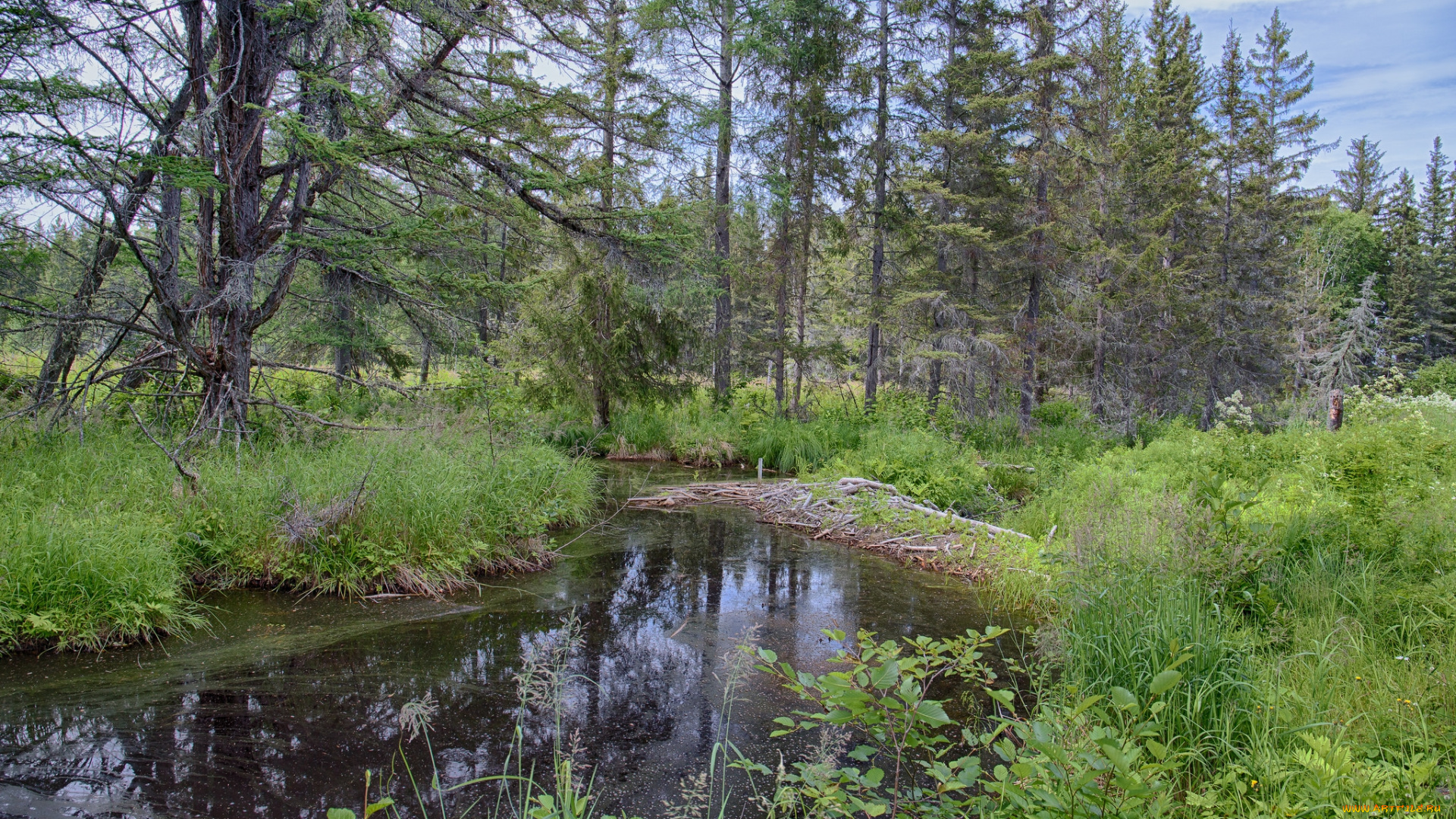 природа, реки, озера, река, лес