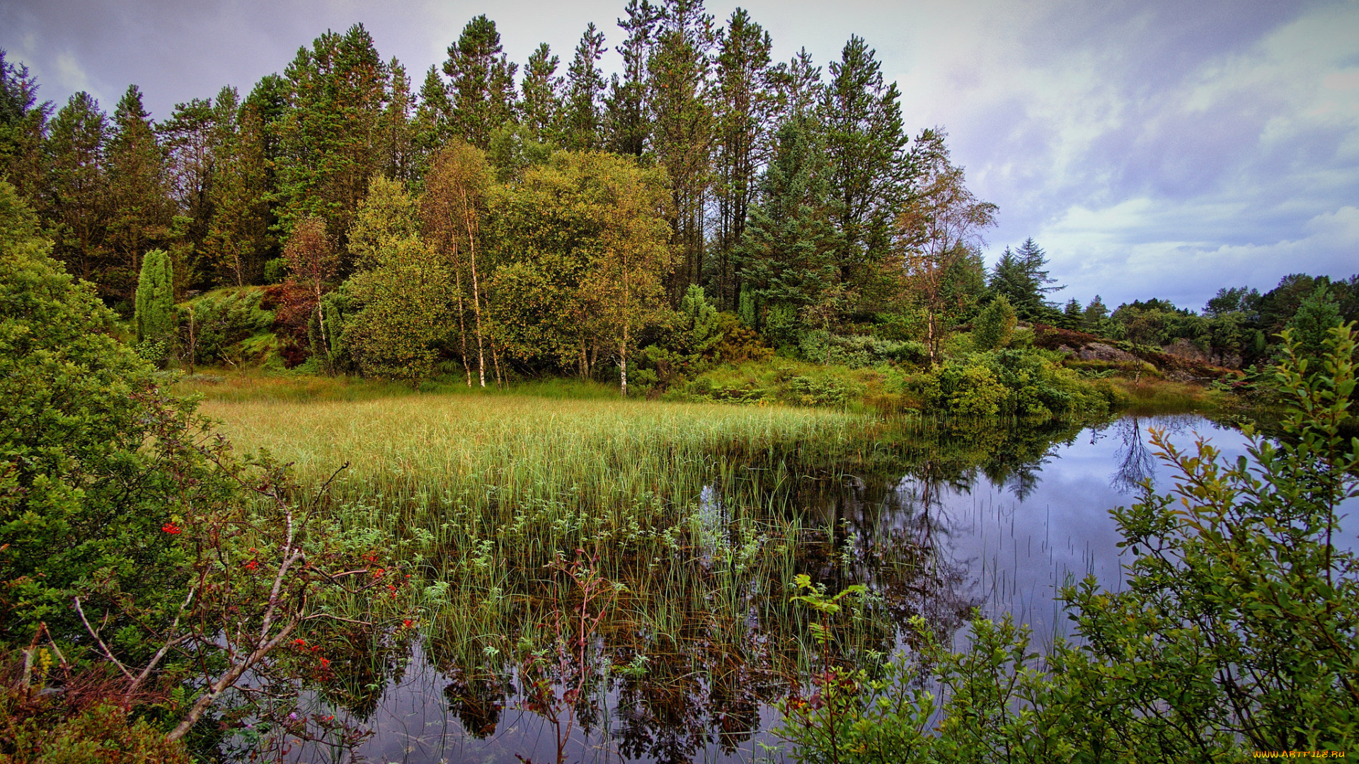 природа, реки, озера, река, лес