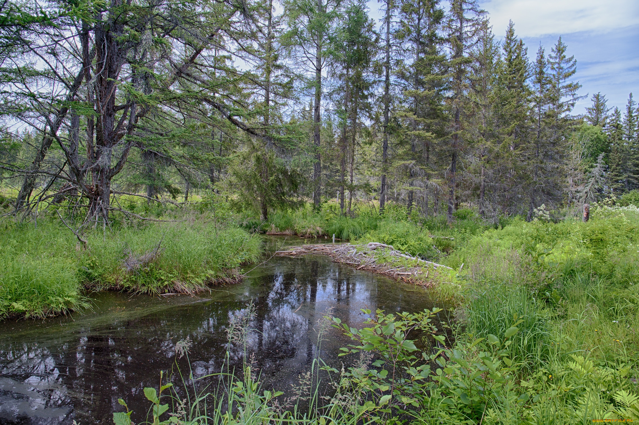 природа, реки, озера, река, лес