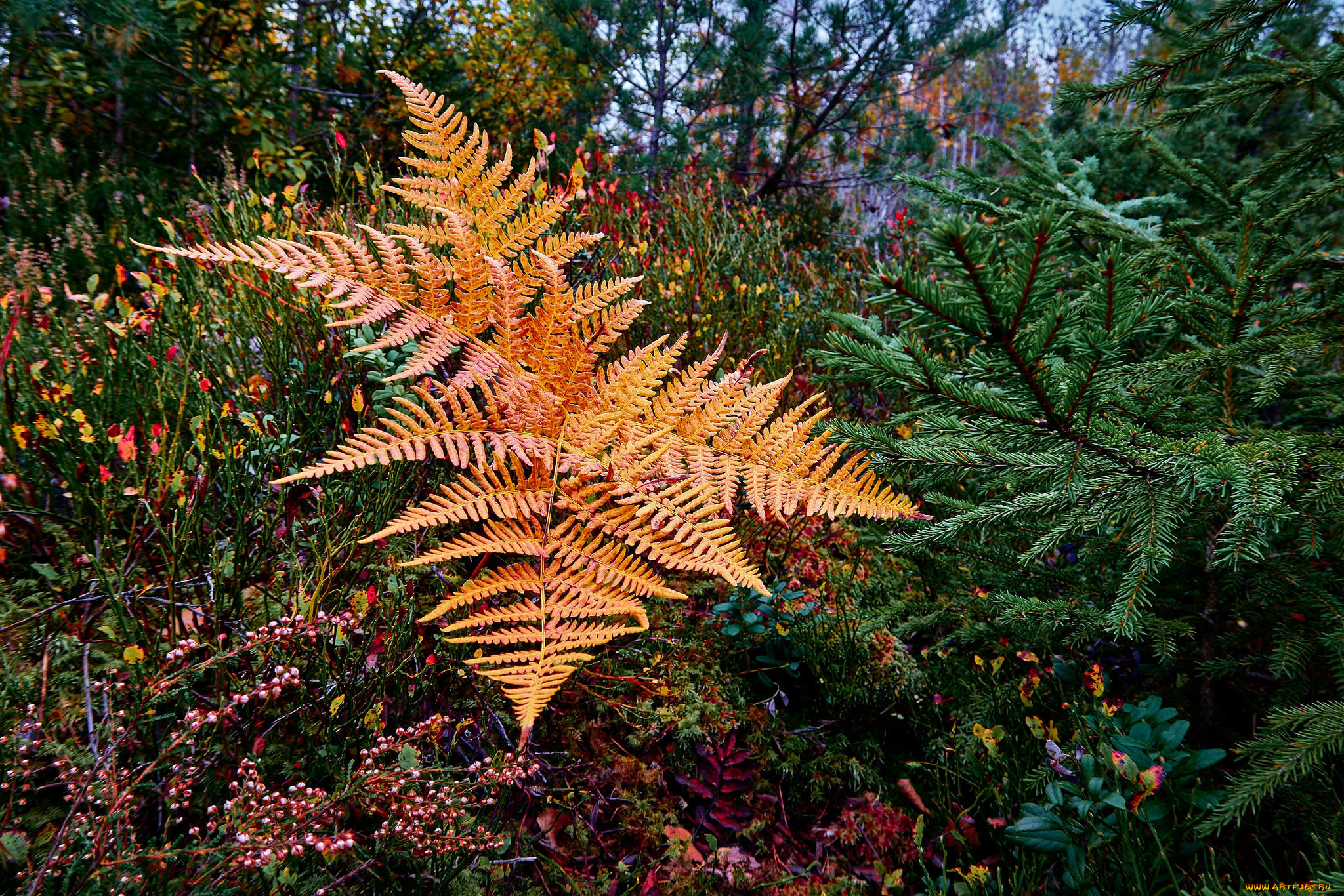 природа, листья, осень