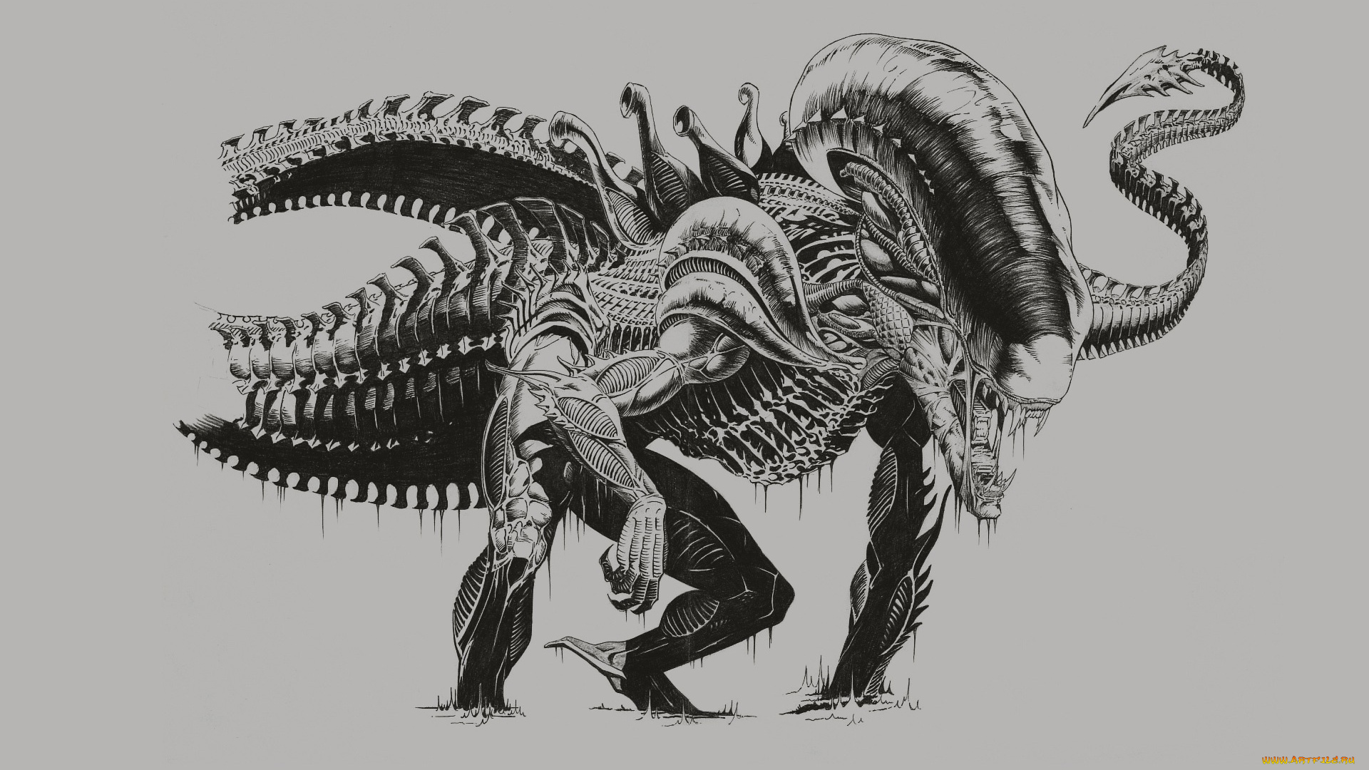 рисованное, кино, Чужой, монстр, существо