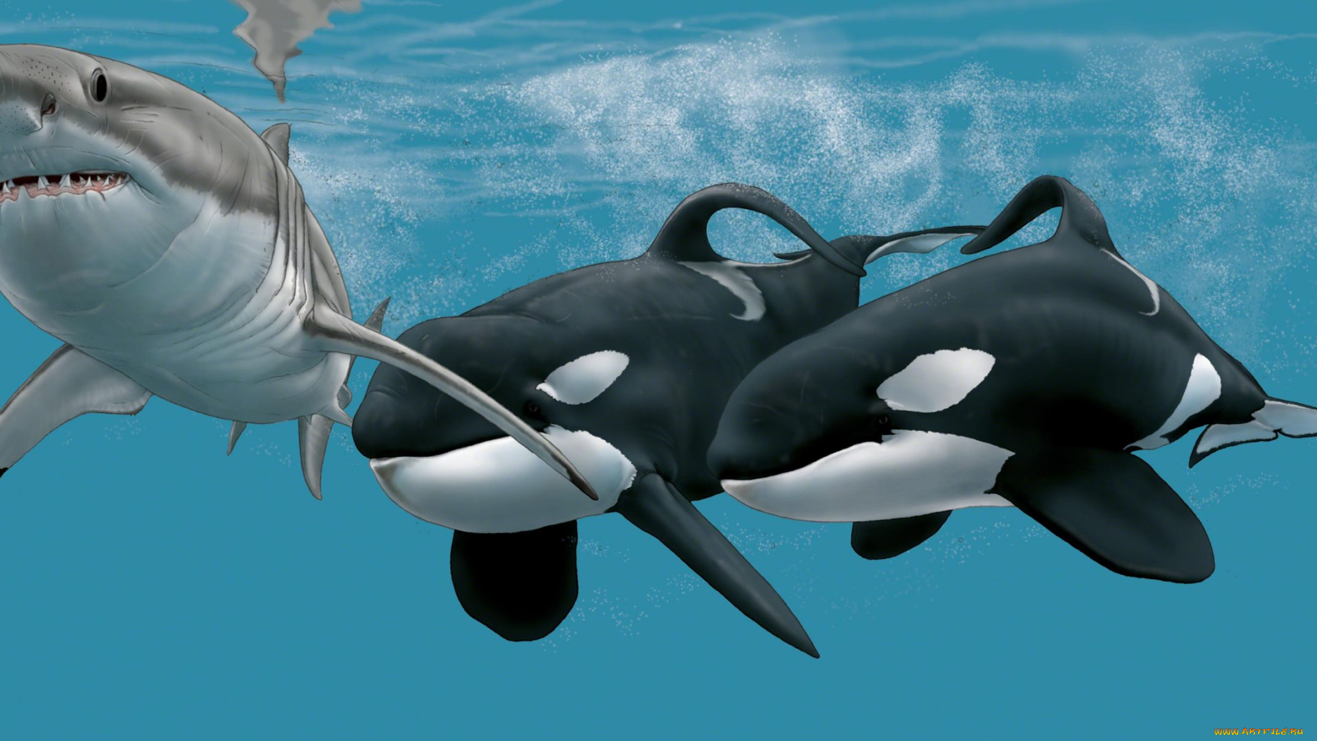 рисованное, животные, касатка, акула, shark, мир, подводный, белая, вода, рыба