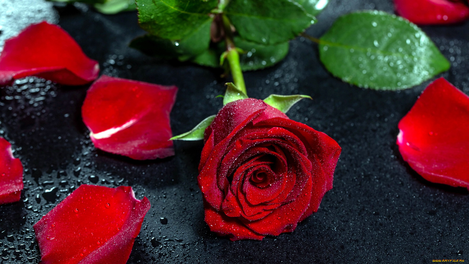 цветы, розы, капли, лепестки, бутон