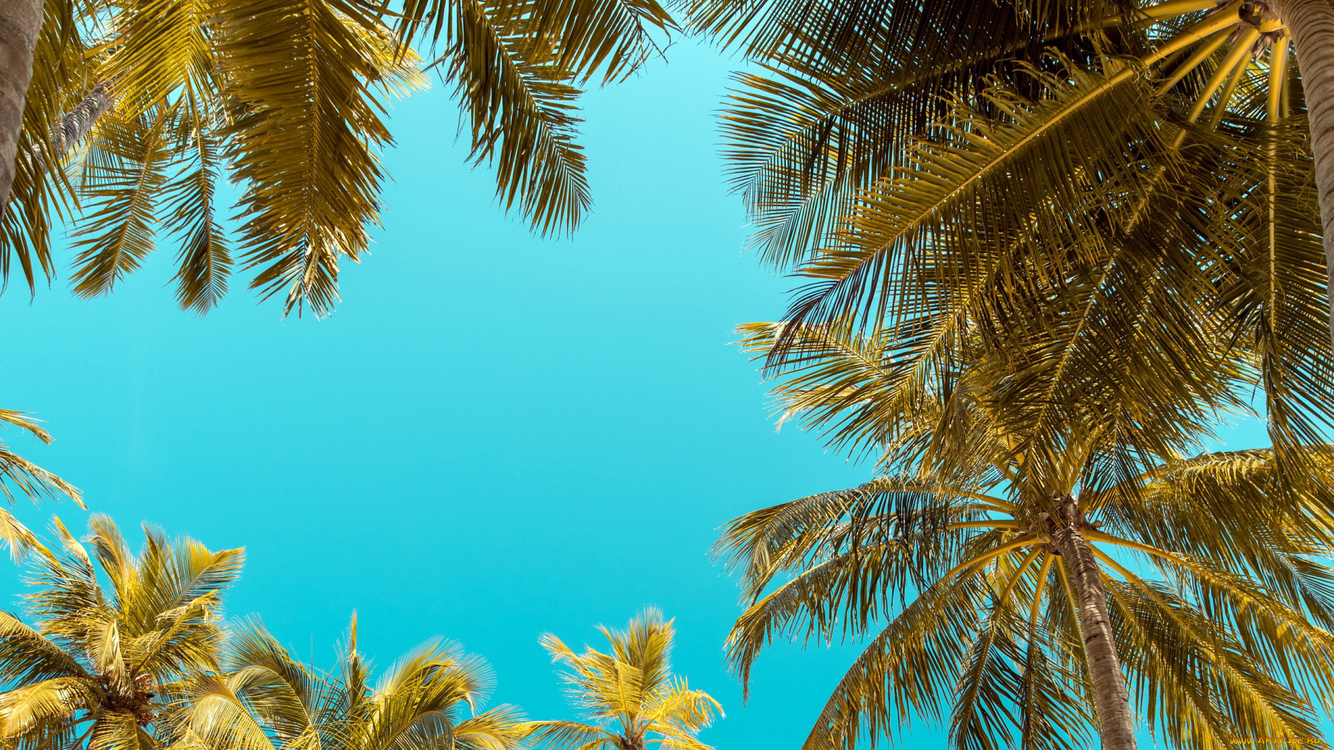 природа, деревья, пальма