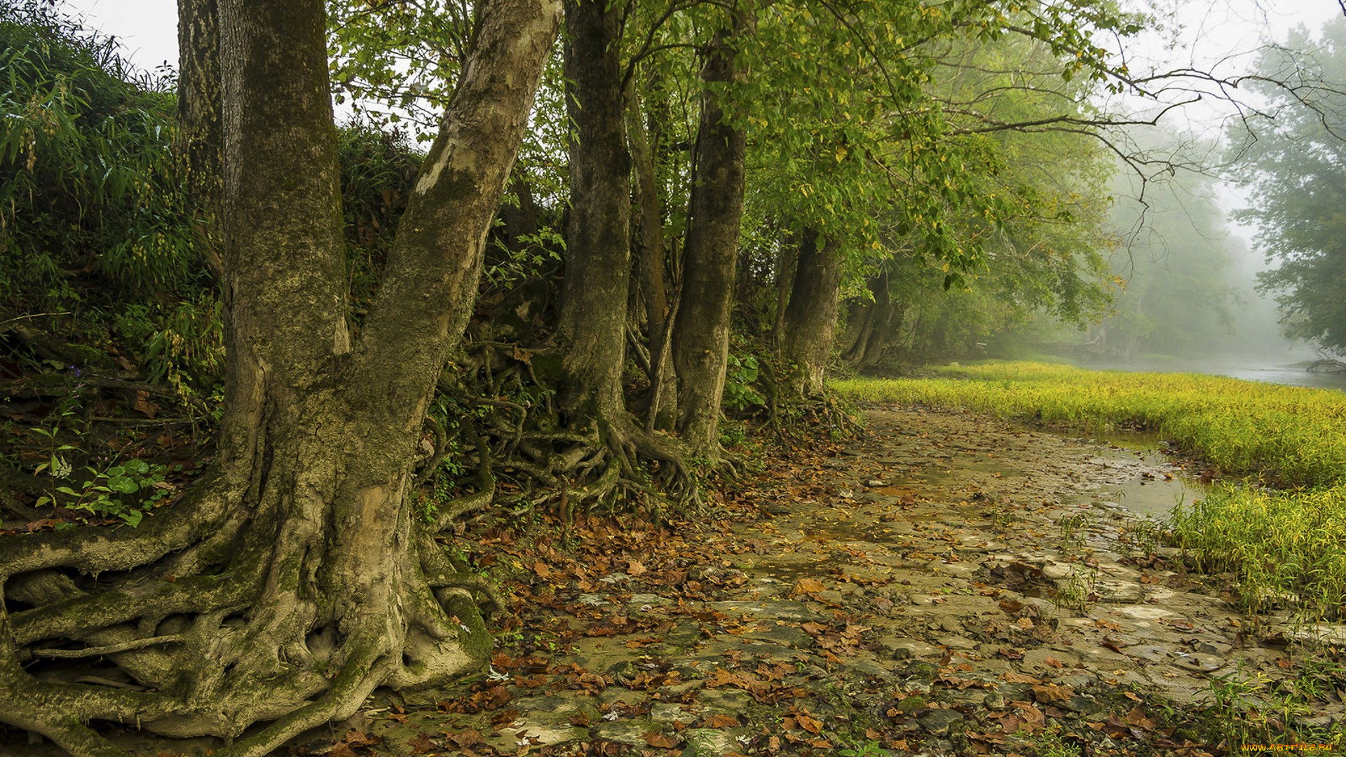 природа, деревья, простор