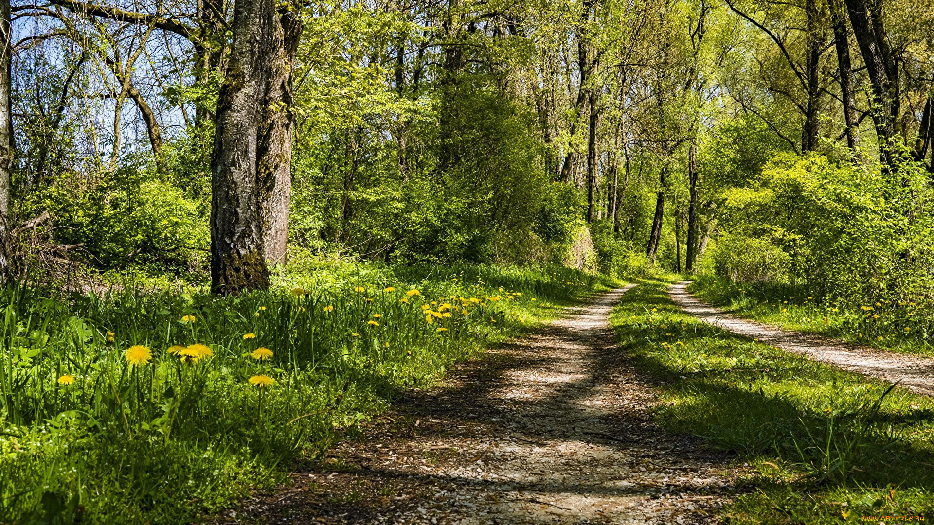 природа, дороги, лето, дорога, лесная