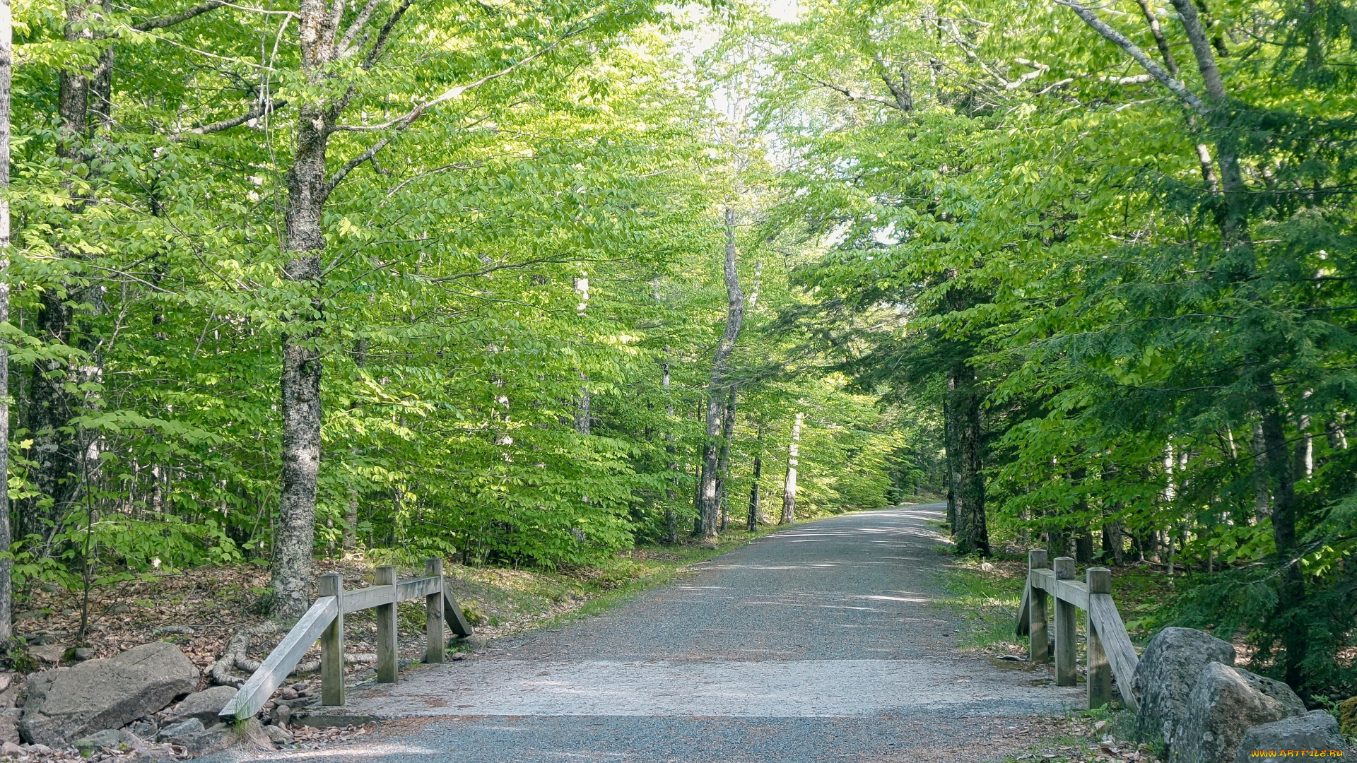 природа, дороги, лето, дорога, проселочная