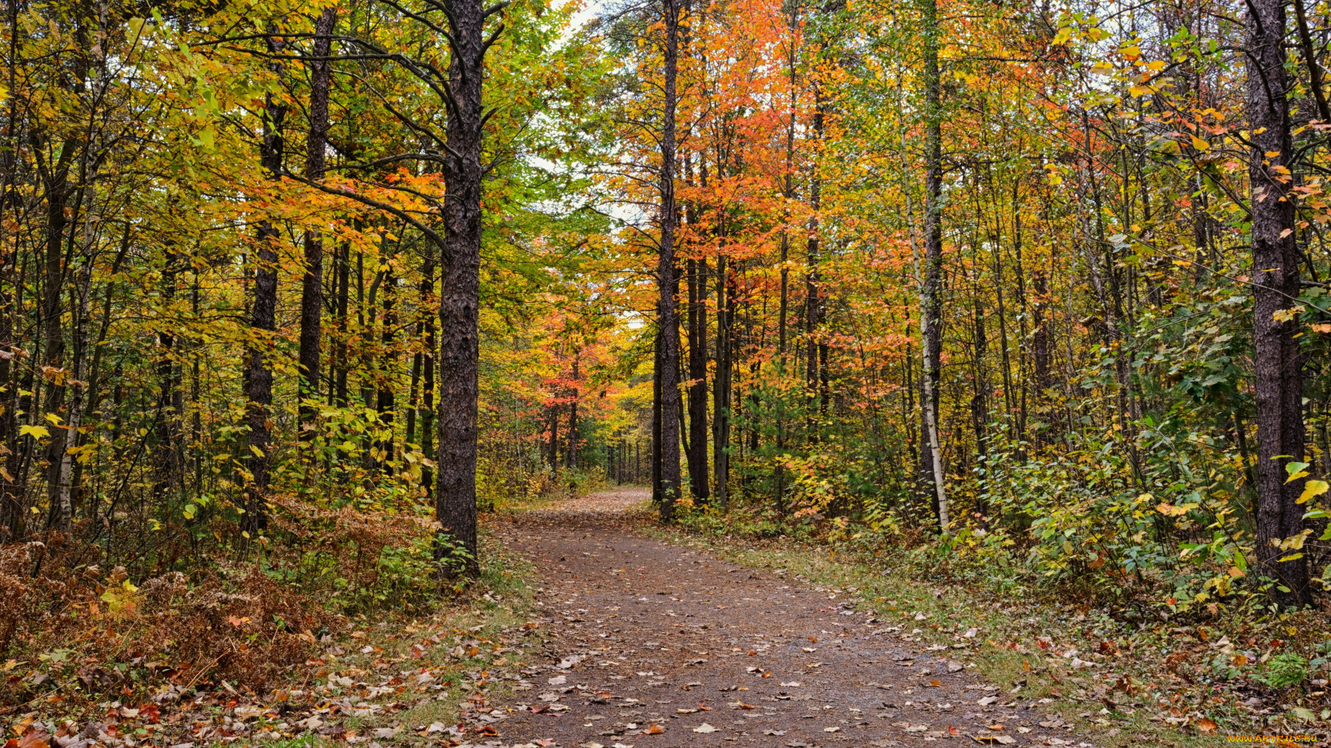 природа, лес, листопад, осень