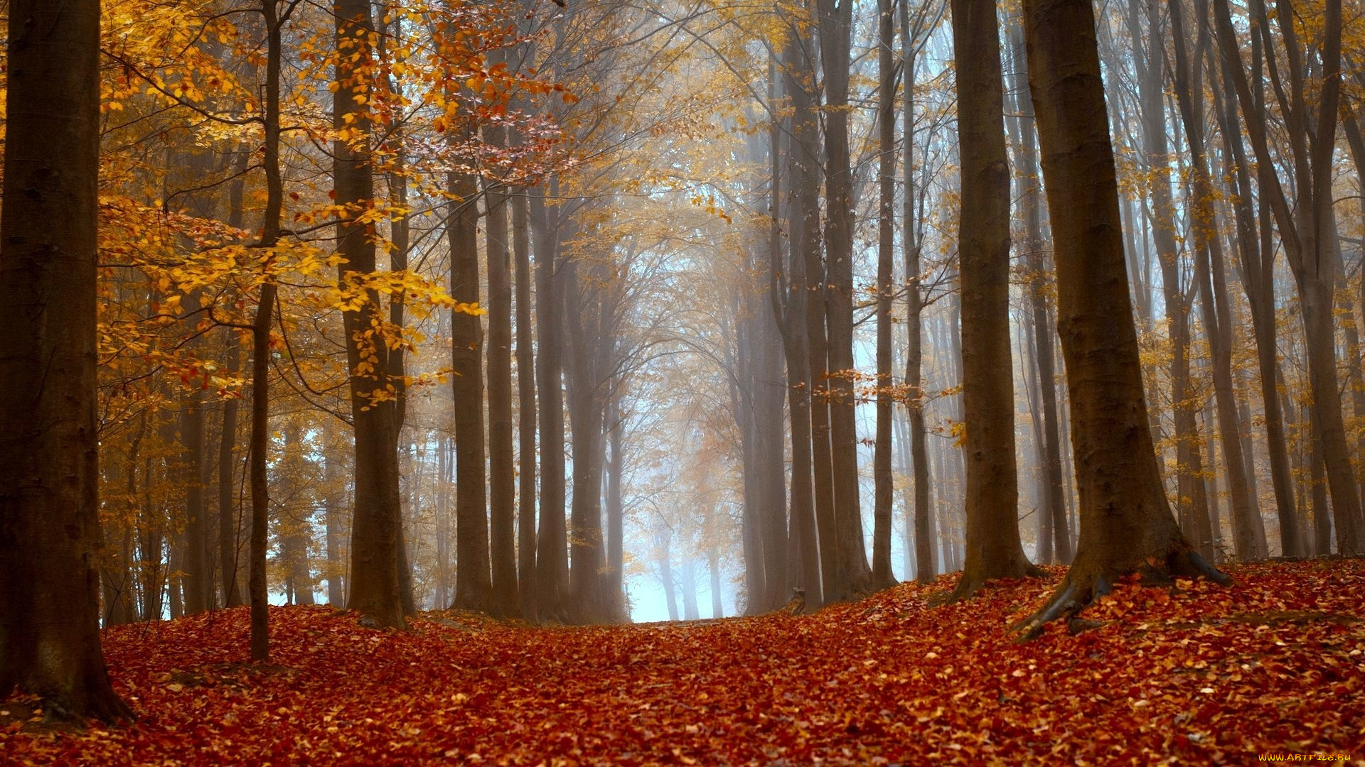 природа, лес, осень