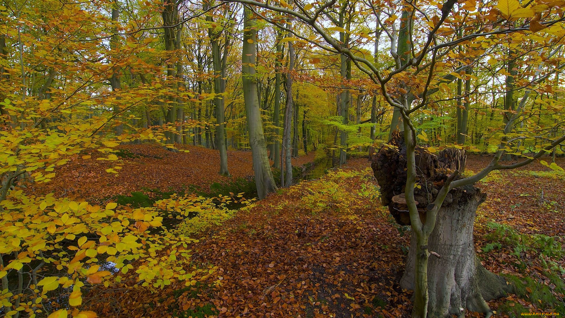 природа, лес, осень