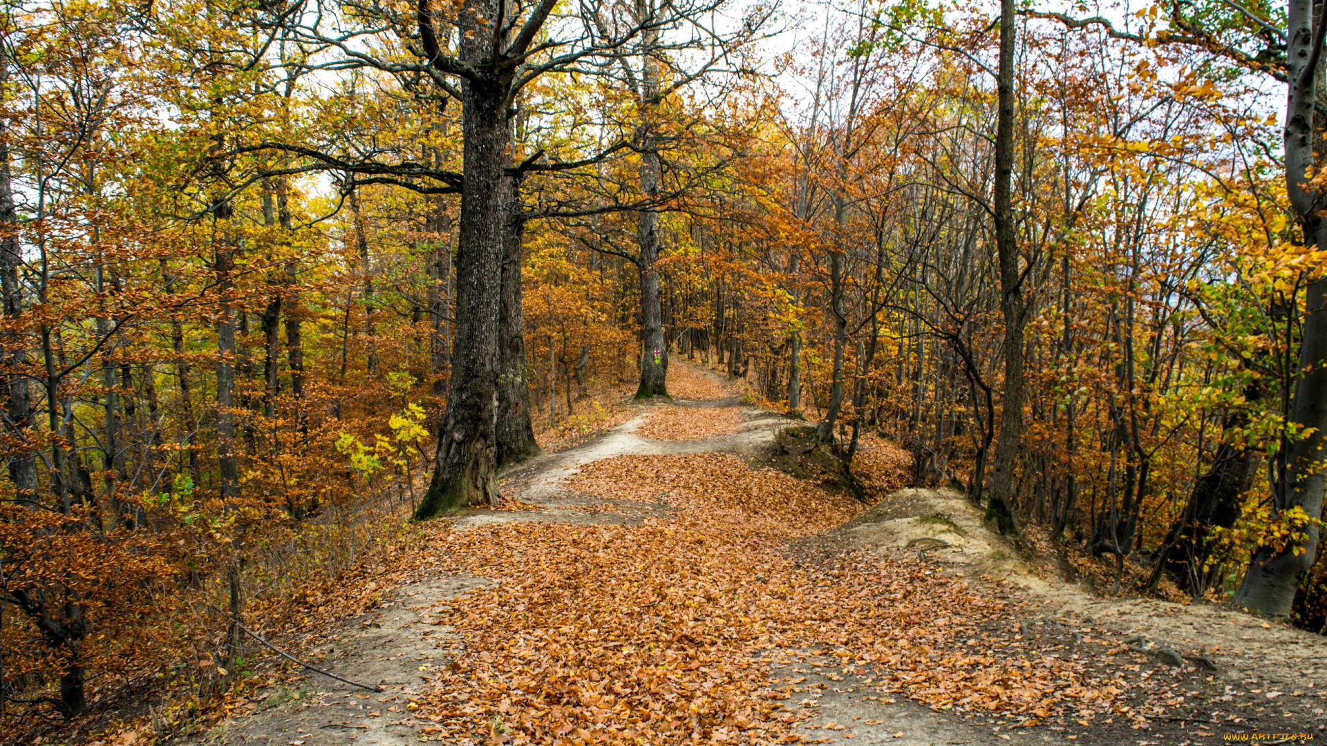 природа, лес, осень, листопад