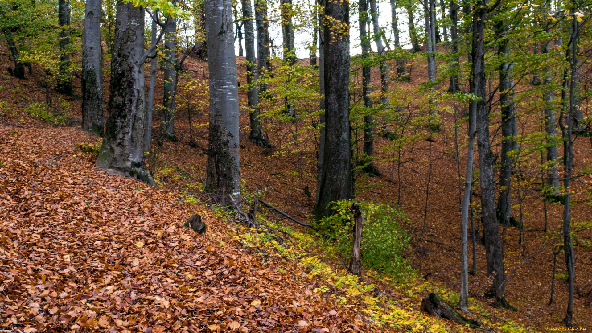 природа, лес, осень, листопад