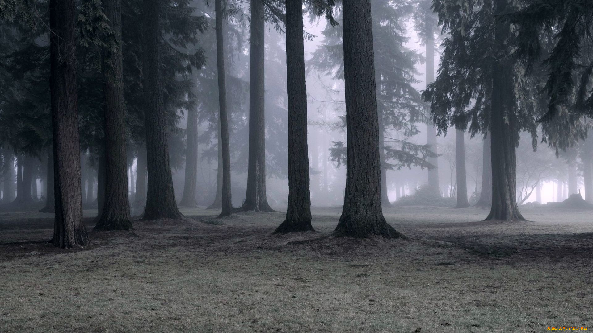 природа, лес, туман