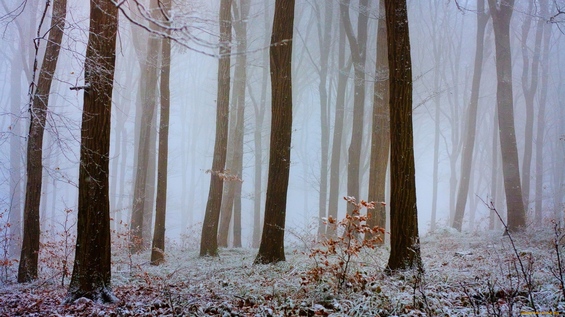 природа, лес, туман