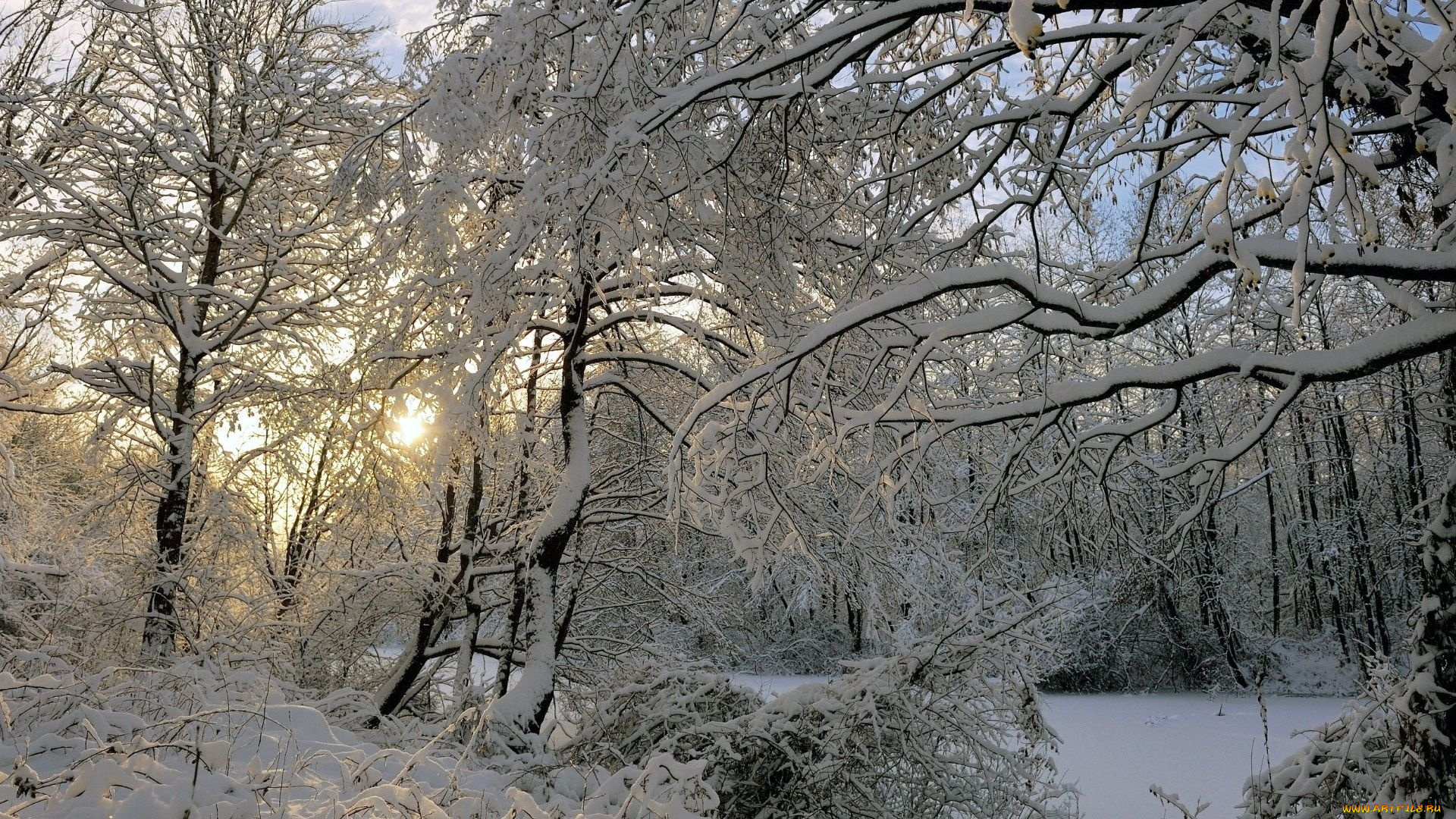 природа, лес, зима