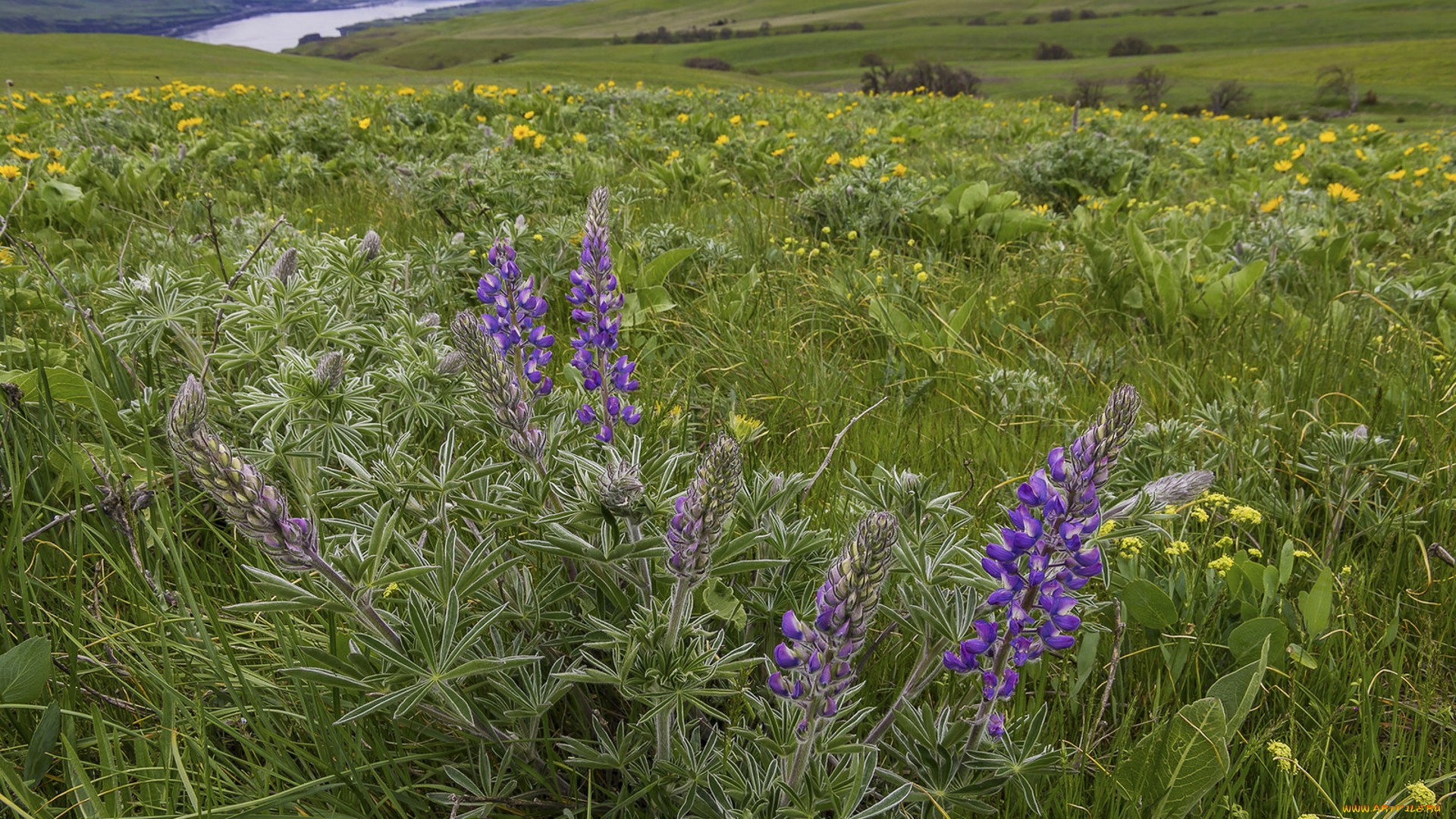 природа, луга, простор