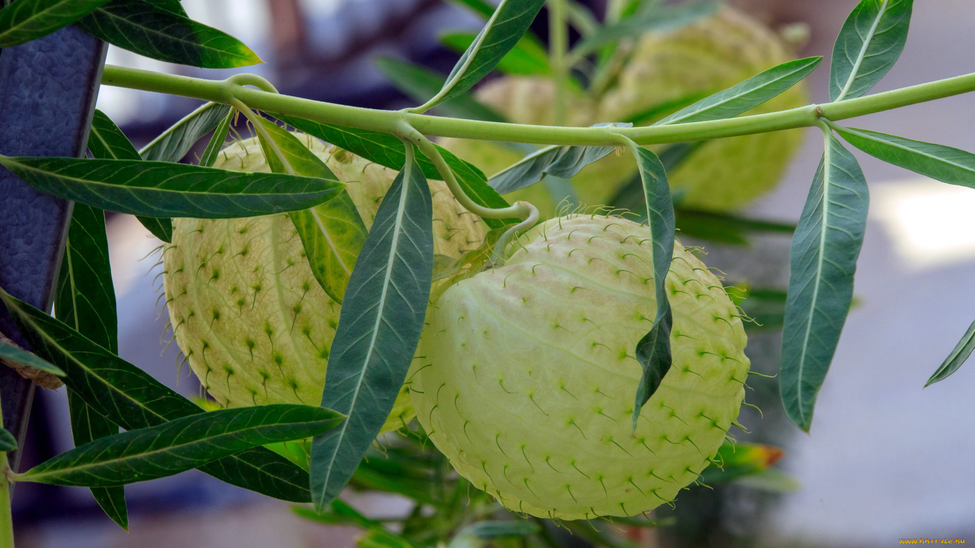 природа, плоды, экзотика