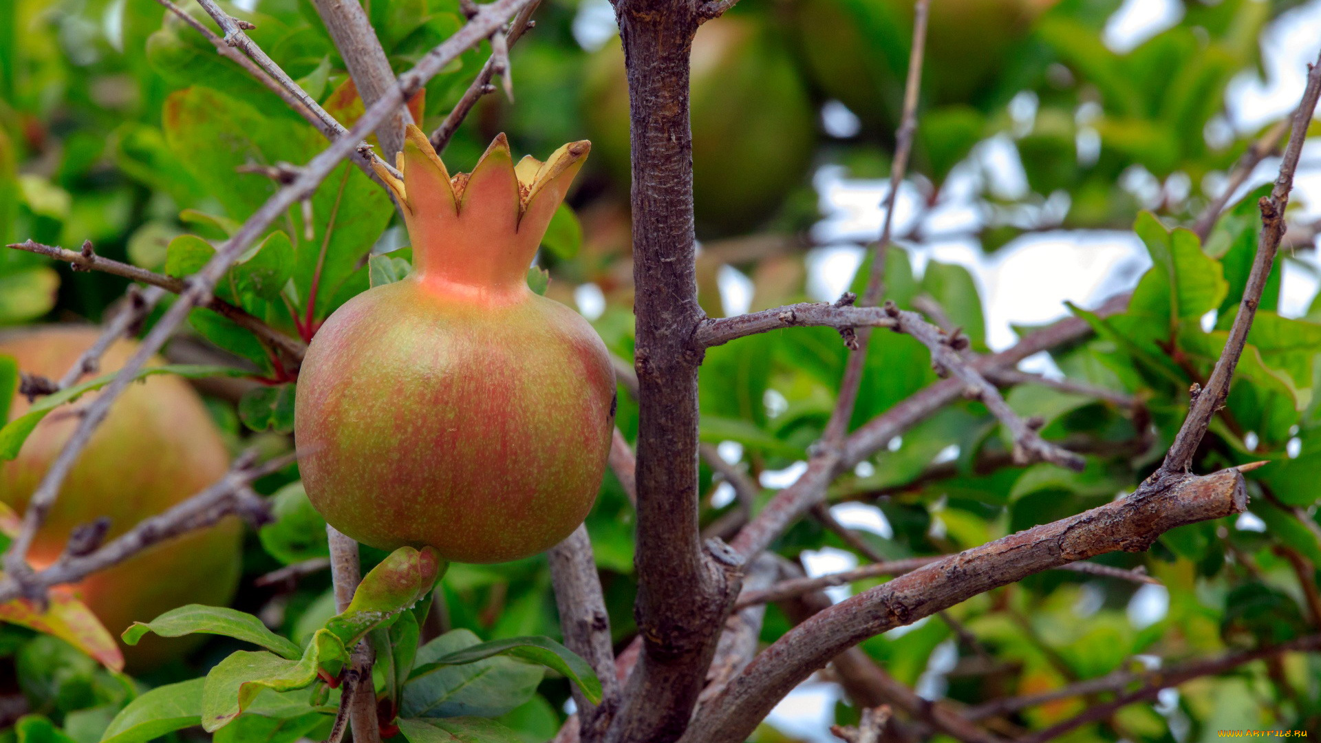 природа, плоды, гранат