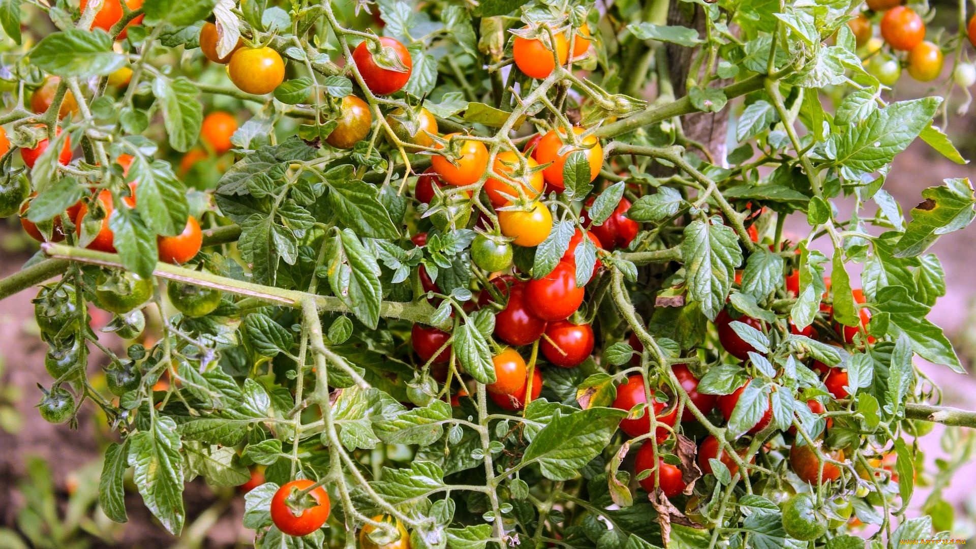 природа, плоды, помидоры