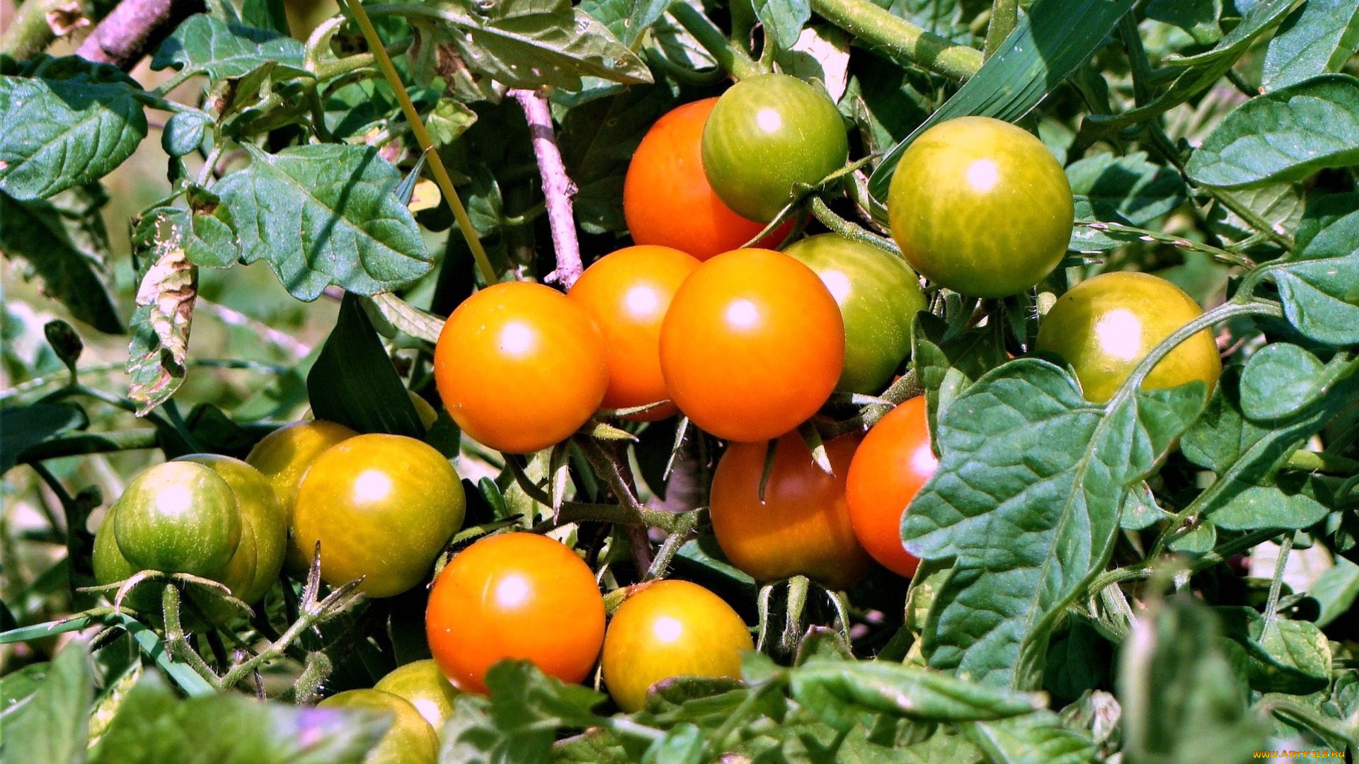 природа, плоды, помидоры